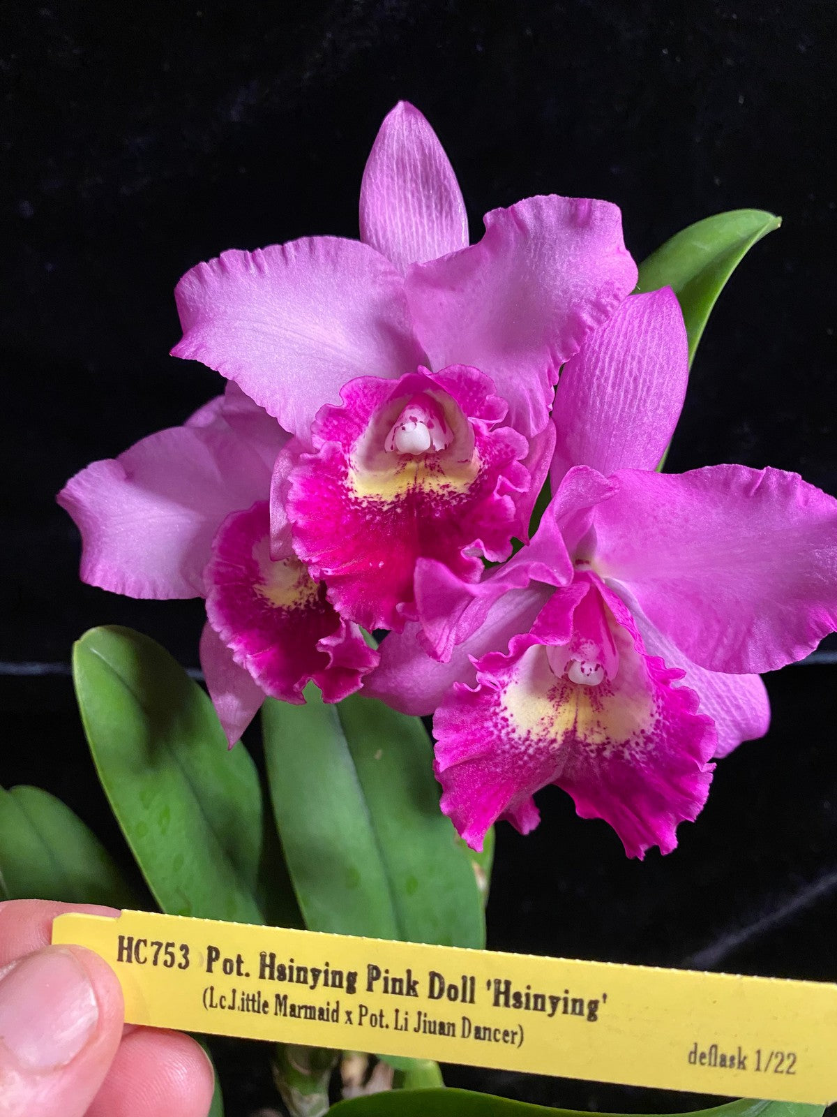 Pot. Hsinying Pink Doll 'Hsinying'