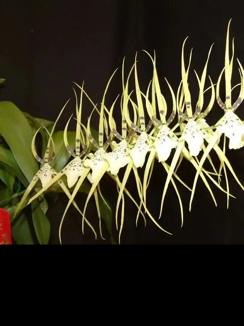 Brassia Rex