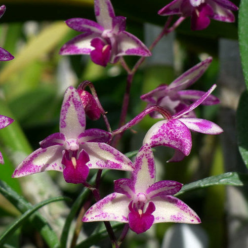 Den. Purple Zip x King Zip 'Red Splash' AM AOS