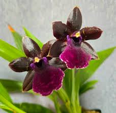 Pptm. La Jolla Delight “Hilo Orchid Farm”