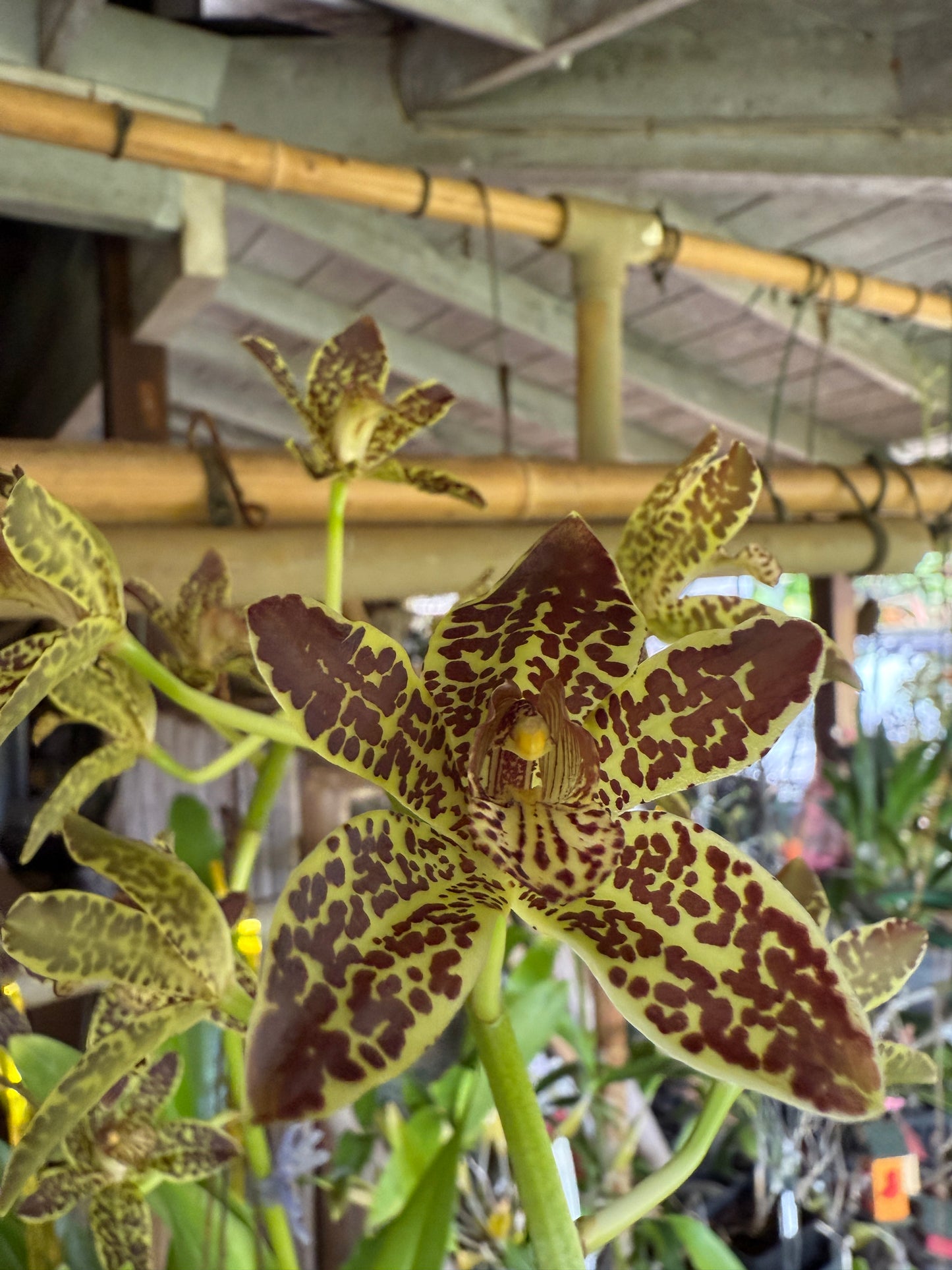 Gram. Jumbo Grand x Scriptum var. Citrinum 'Alba'