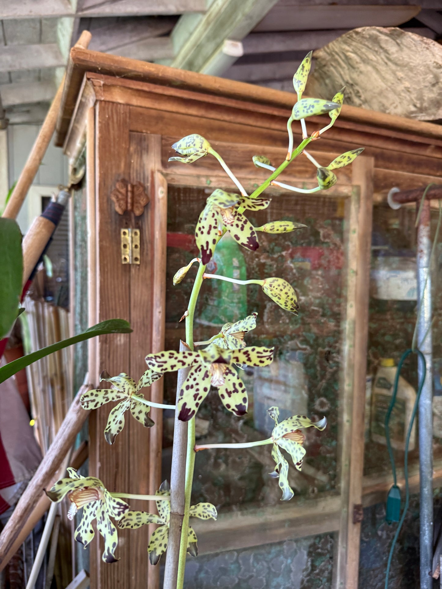 Grammatophyllum measurianum