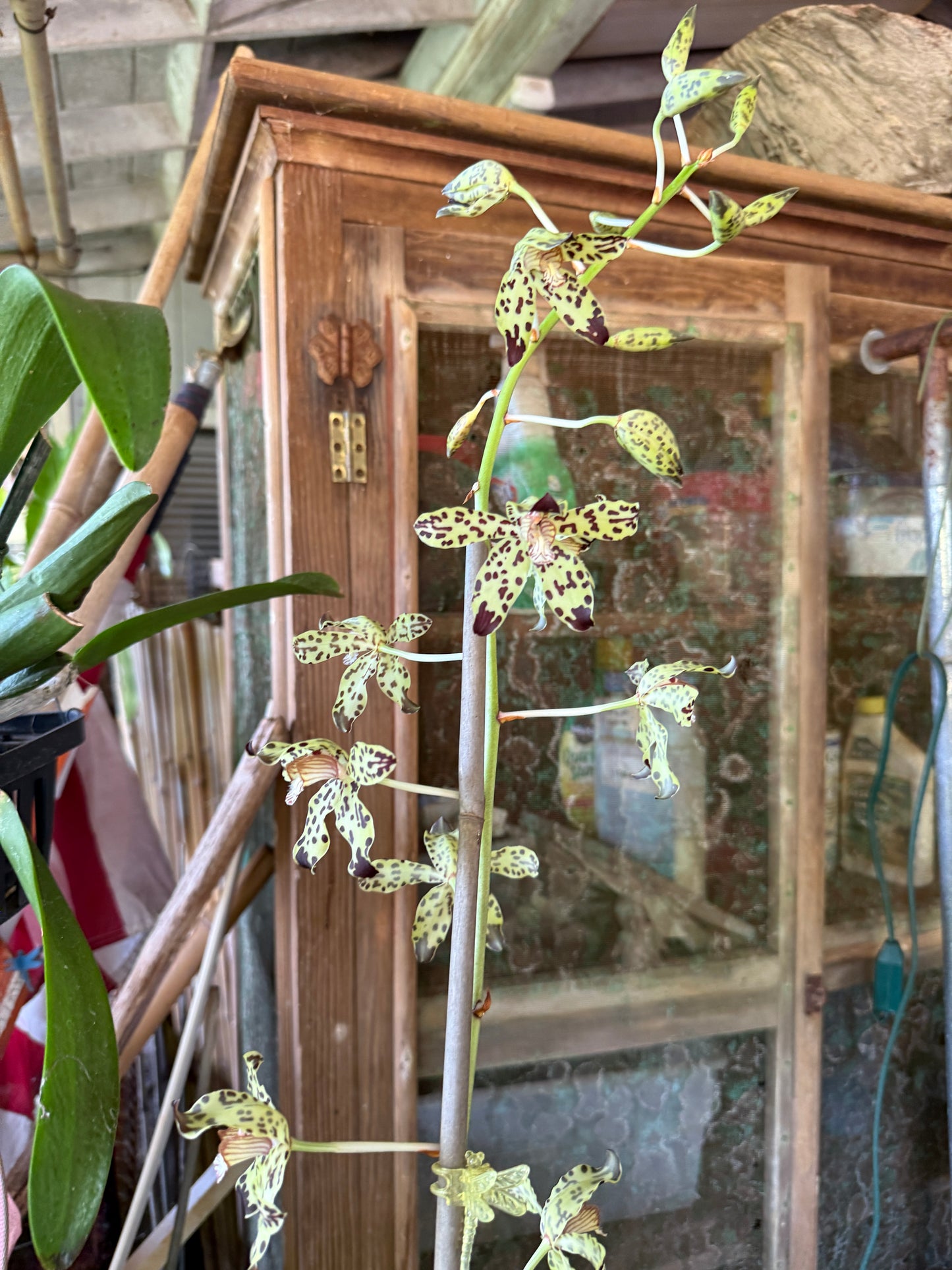Grammatophyllum measurianum