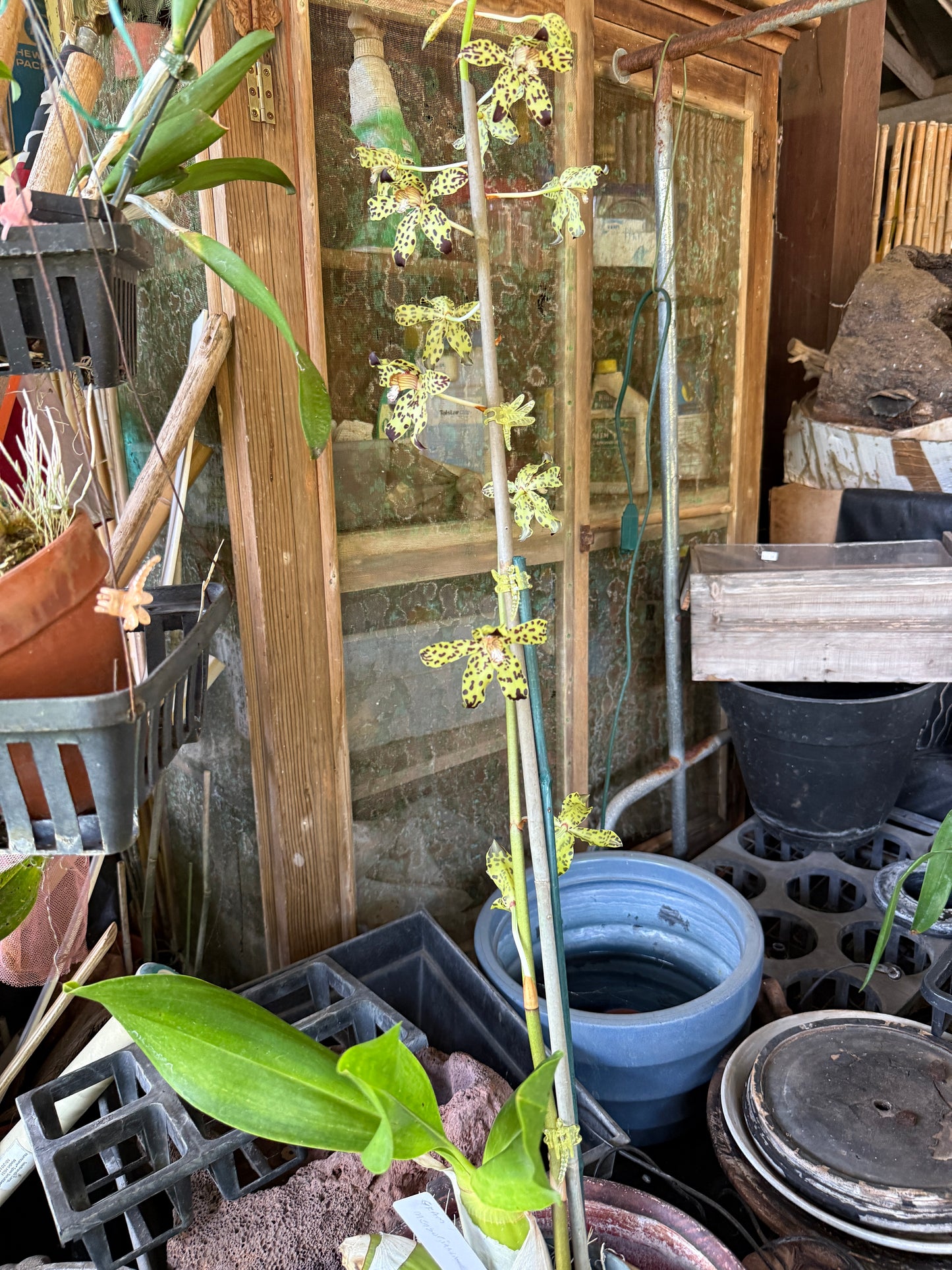 Grammatophyllum measurianum