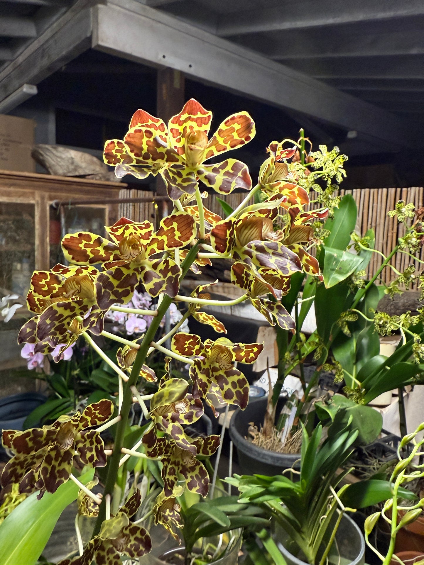 Grammatophyllum scriptum