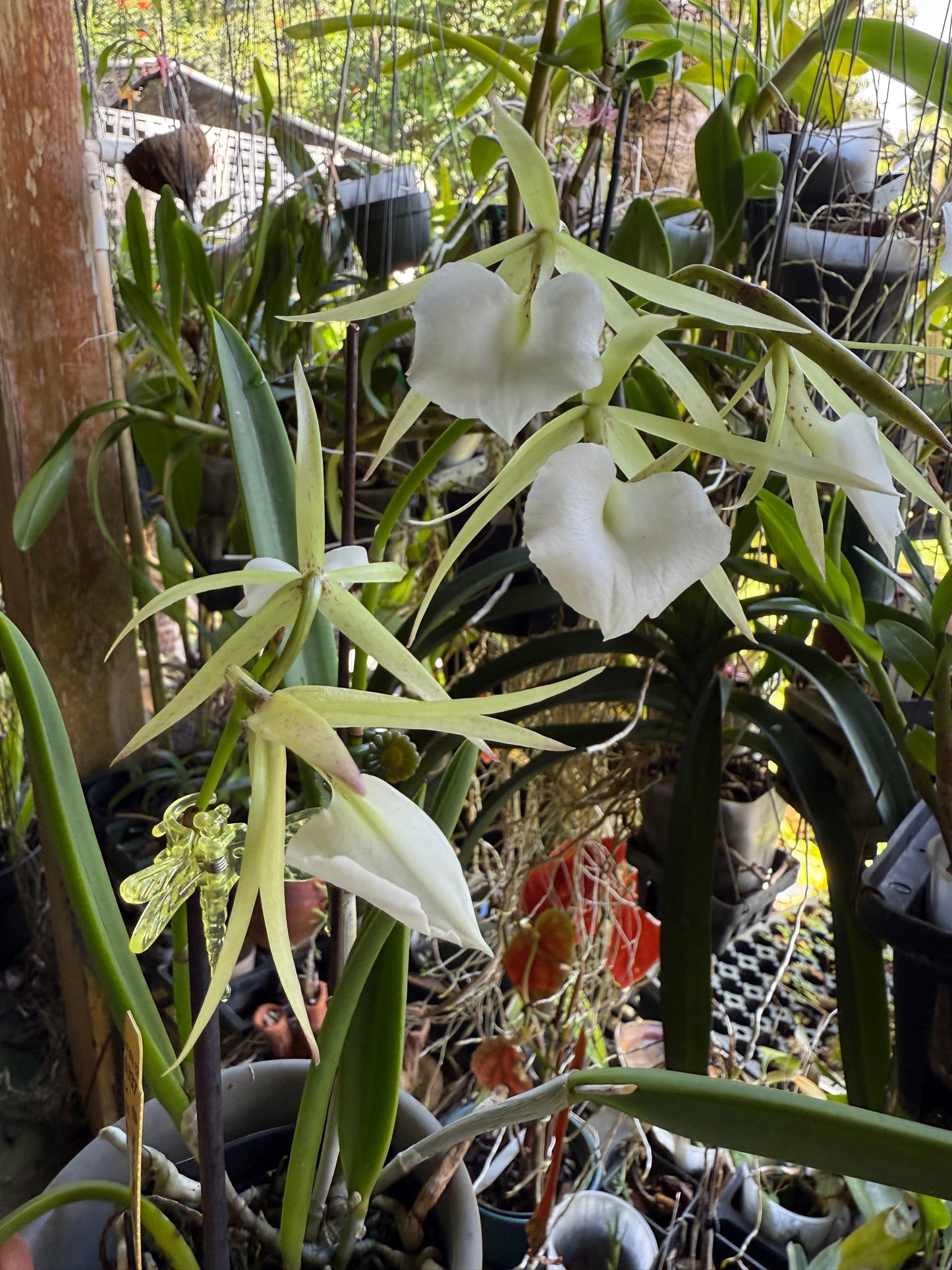 B. nodosa 4N x B. nodosa '24088'