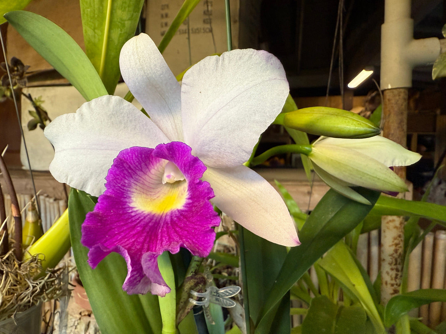 Fragrant Orchid Bundle