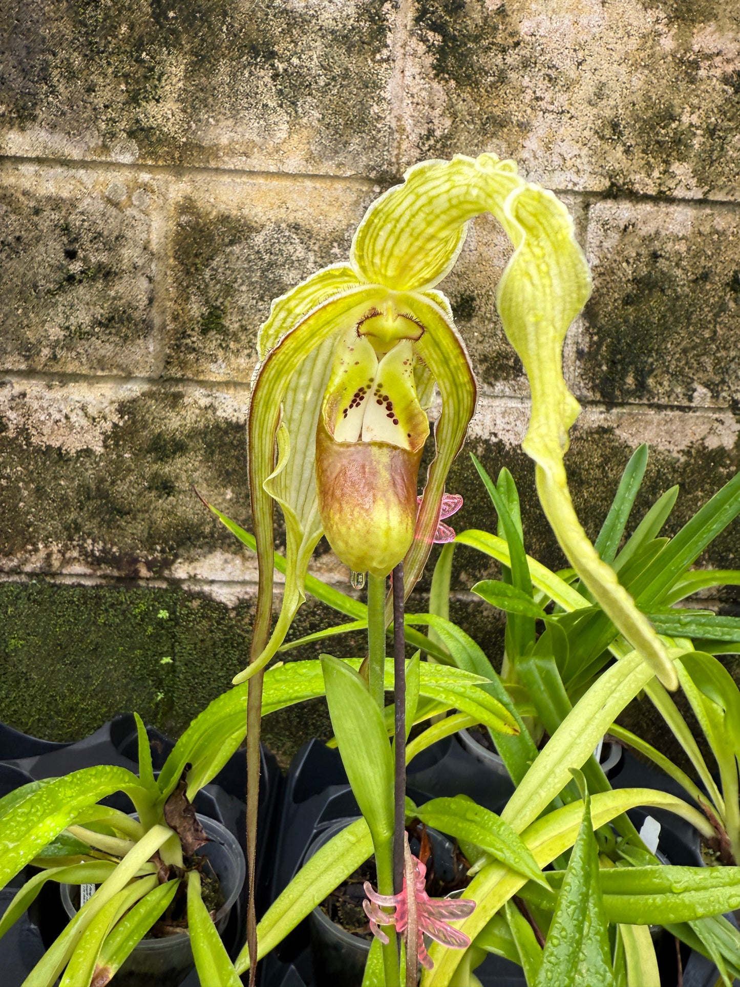 Phrag. Giganteum (caudatum x Grande Vista 4N)