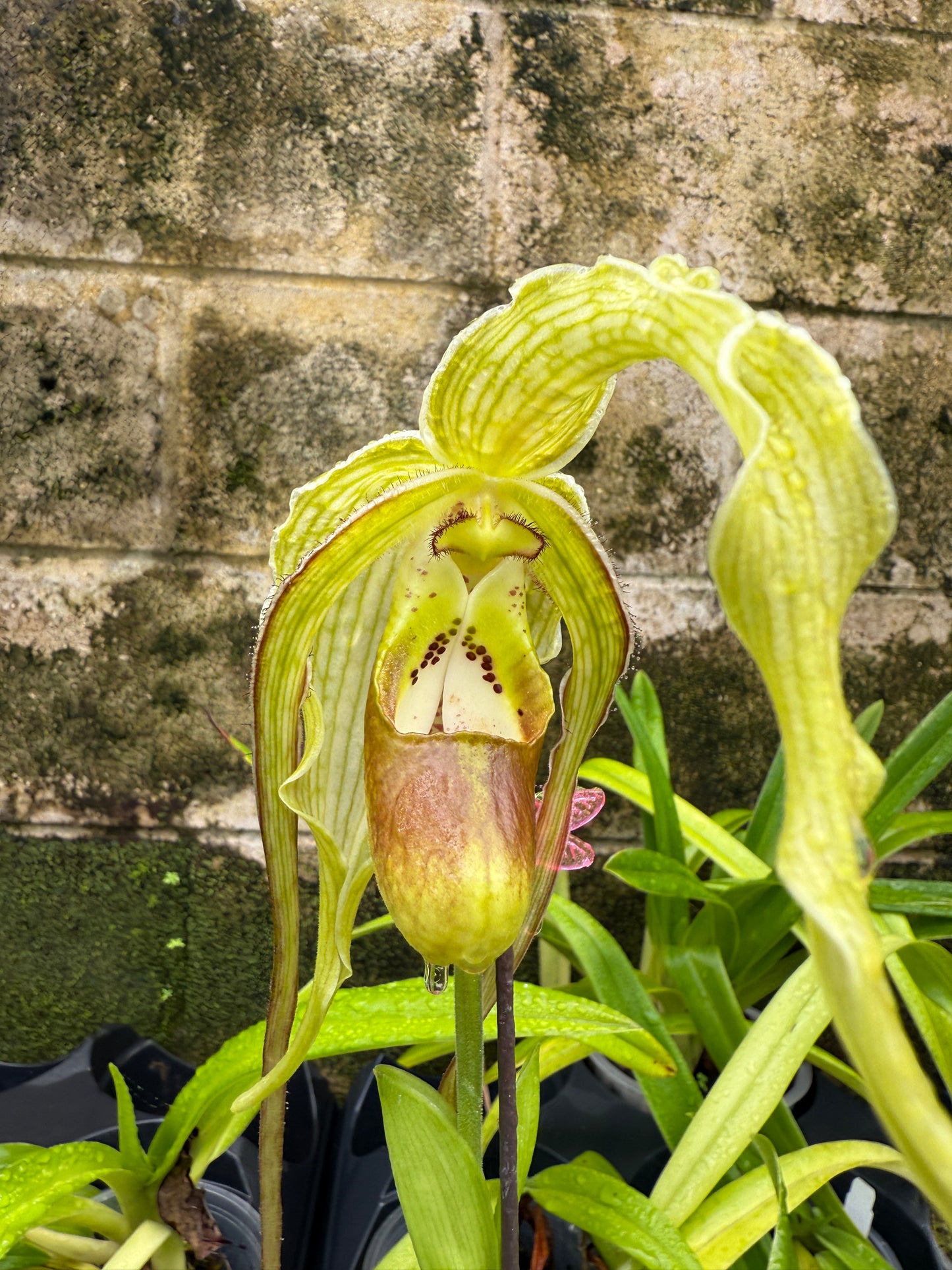 Phrag. Giganteum (caudatum x Grande Vista 4N)