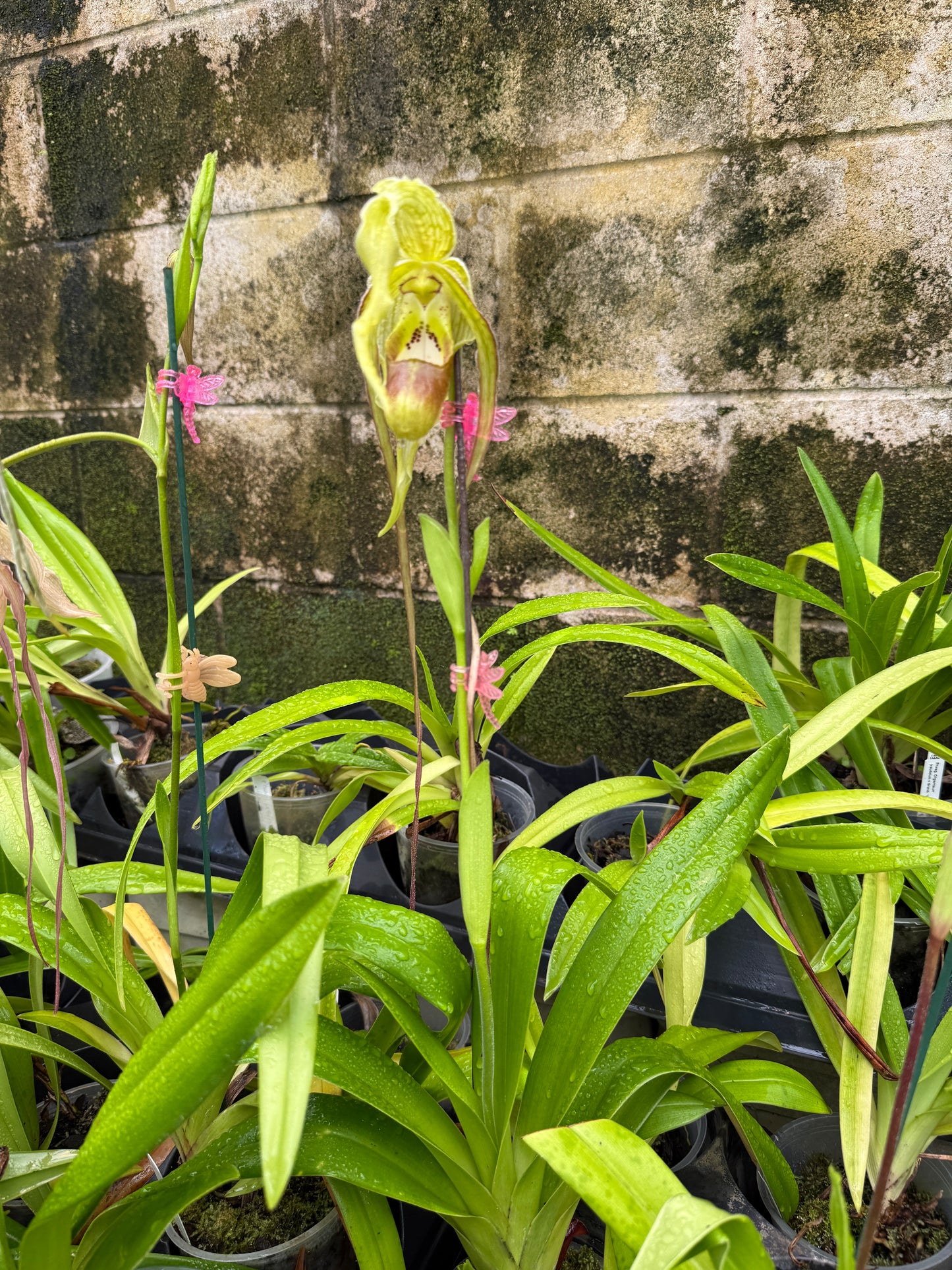 Phrag. Giganteum (caudatum x Grande Vista 4N)