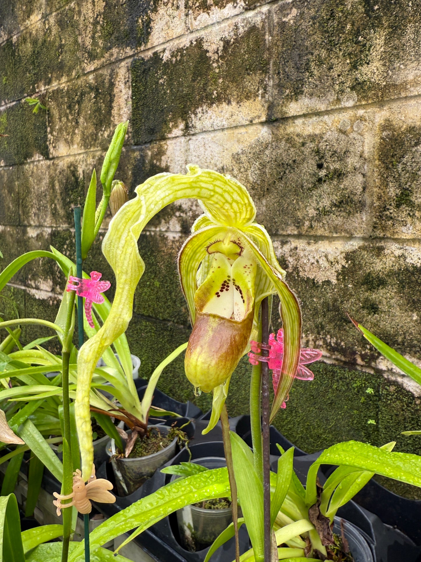 Phrag. Giganteum (caudatum x Grande Vista 4N)