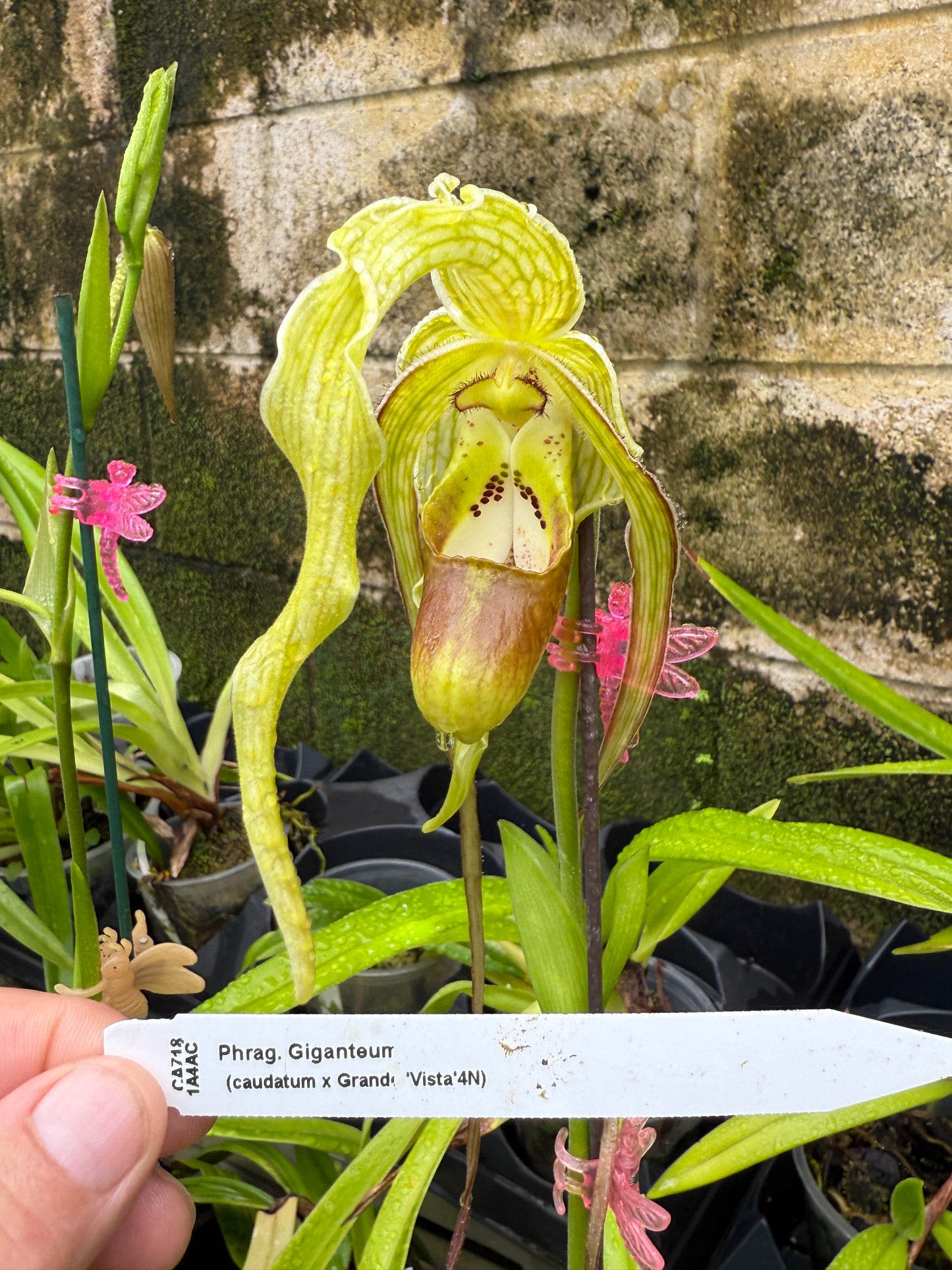Phrag. Giganteum (caudatum x Grande Vista 4N)