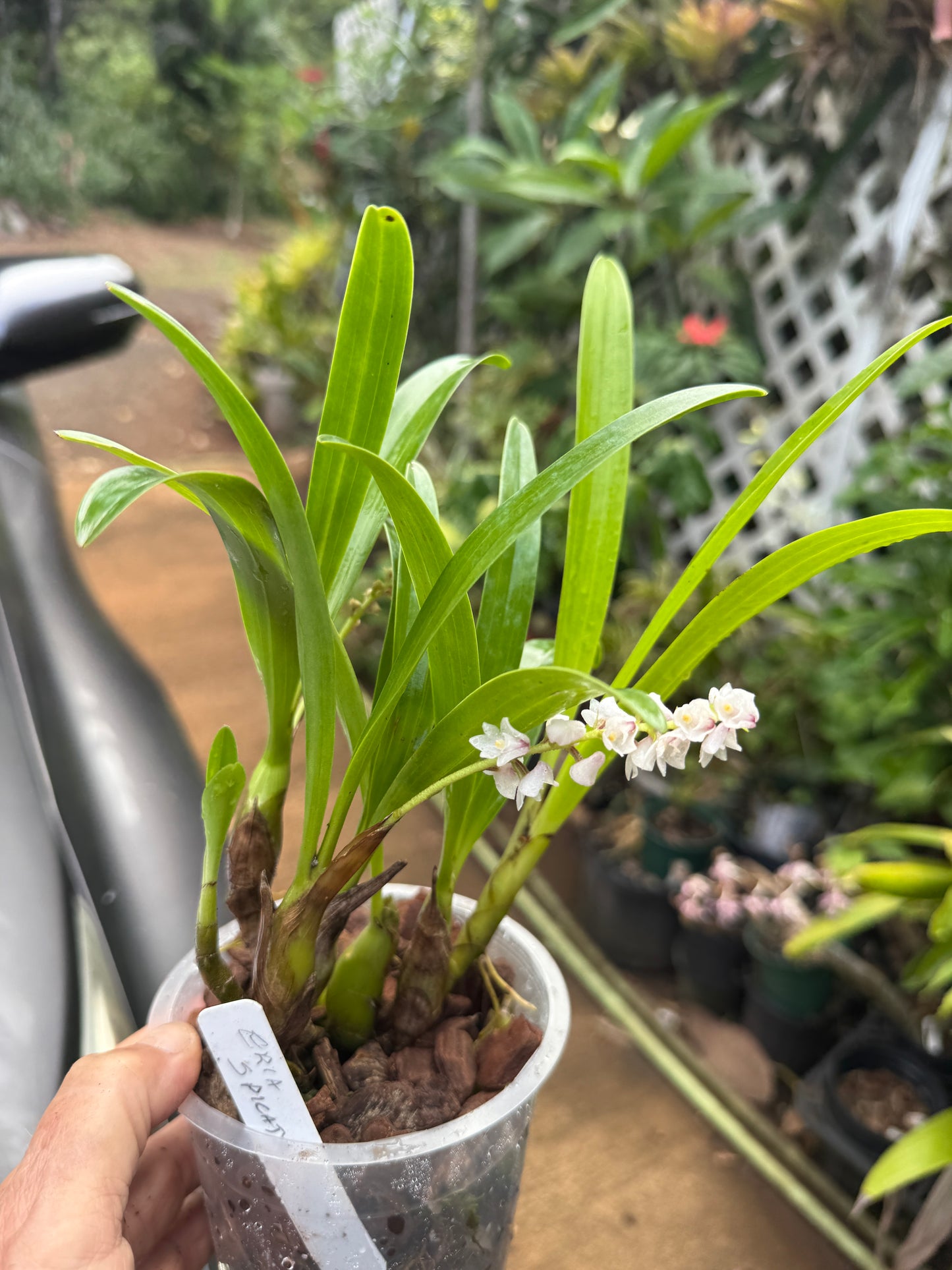 Eria Spicata
