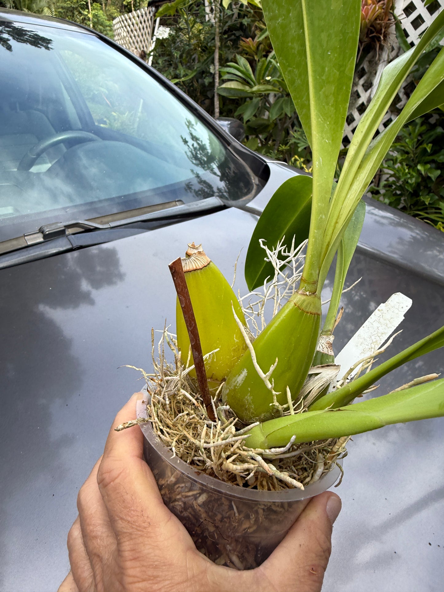 Grammatophyllum Jumbo Grand 'PK'