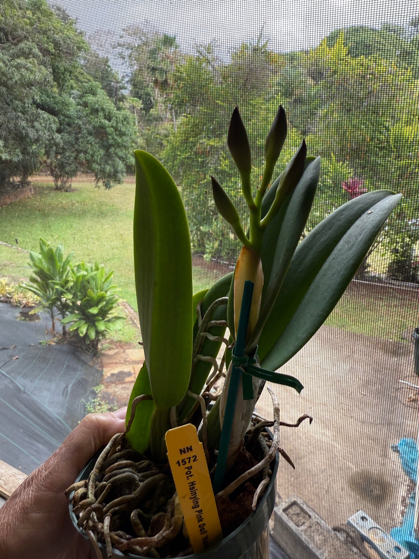 Pot. Burana Beauty 'Burana' HCC/AOS