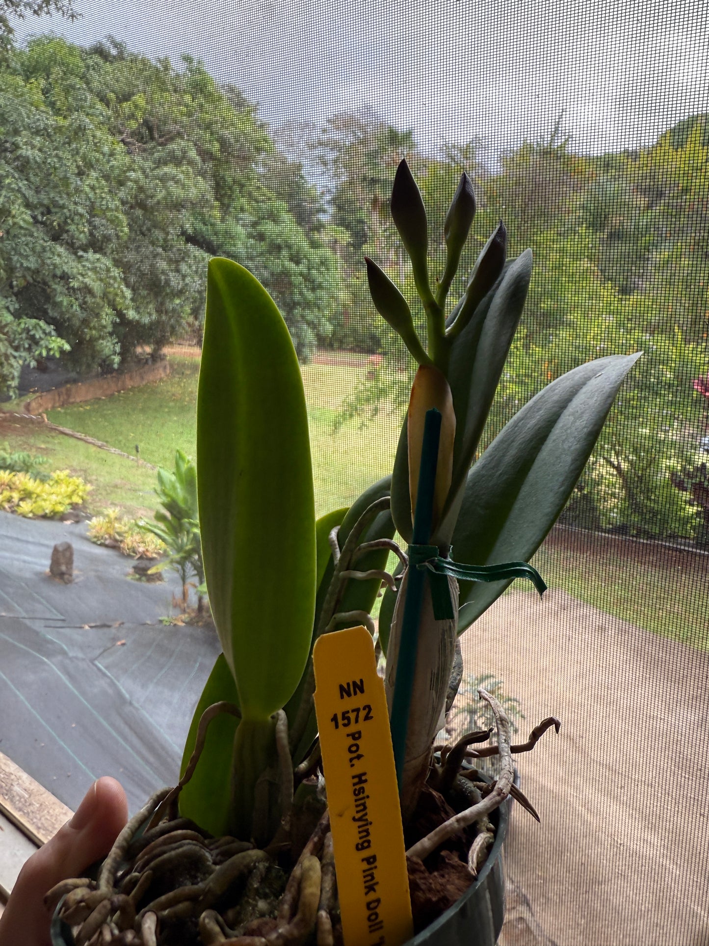 Pot. Burana Beauty 'Burana' HCC/AOS