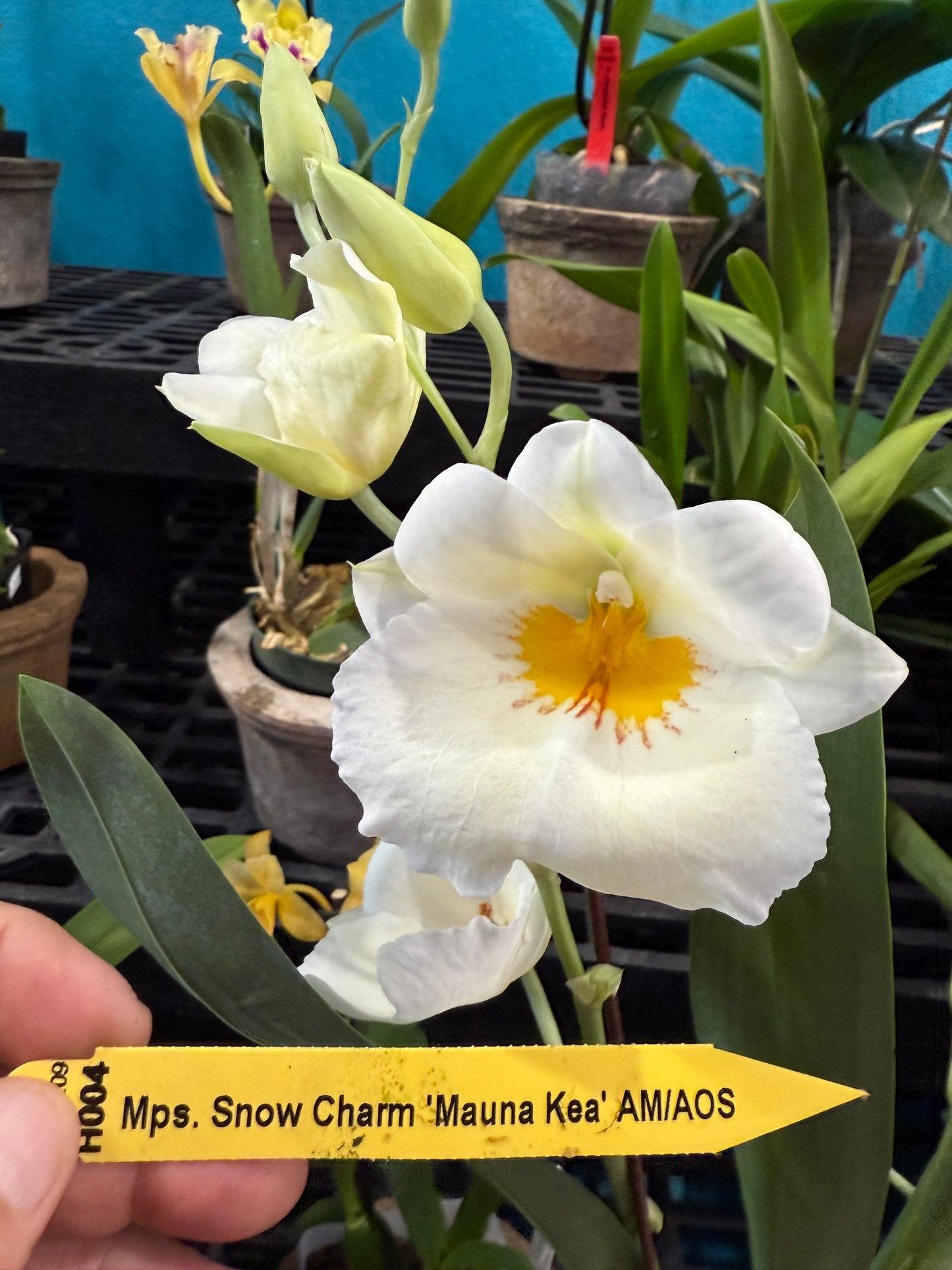 Miltoniopsis Snow Charm 'Mauna Kea' AM/AOS