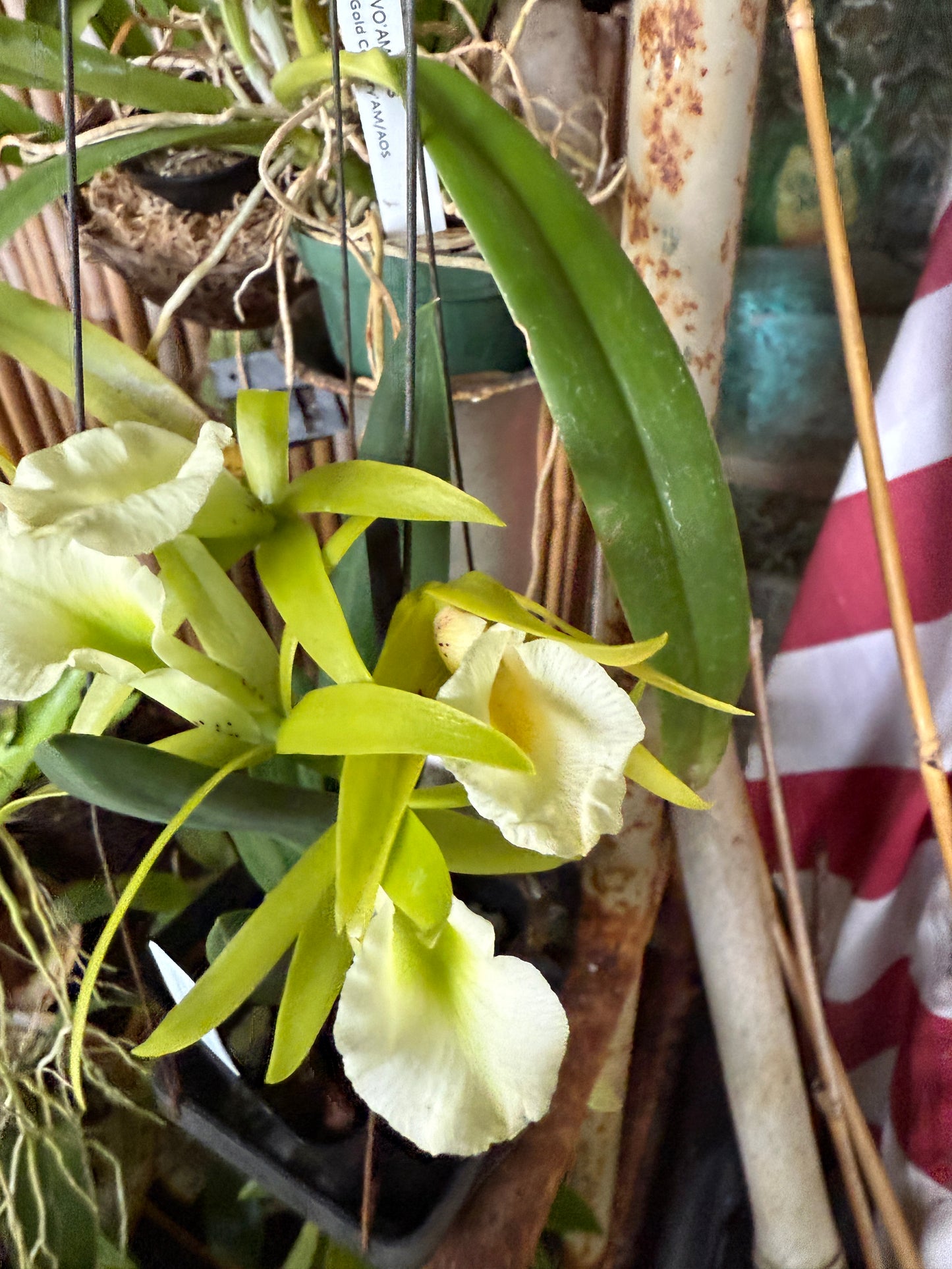 Pcv. Key Lime Stars 'Freckled Lips'
