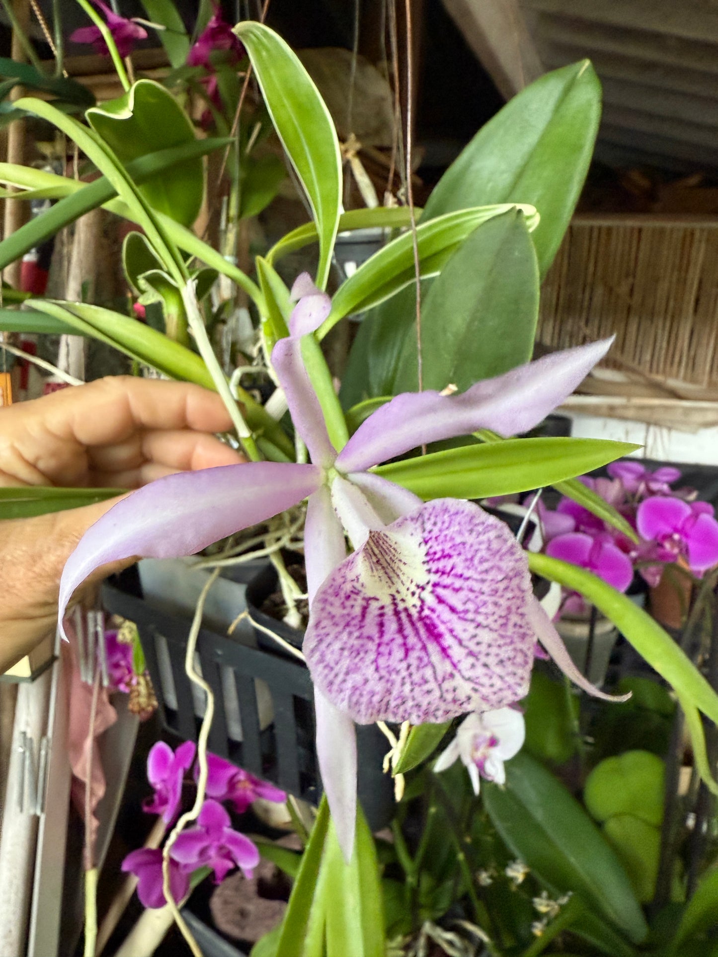 Brassanthe Makai