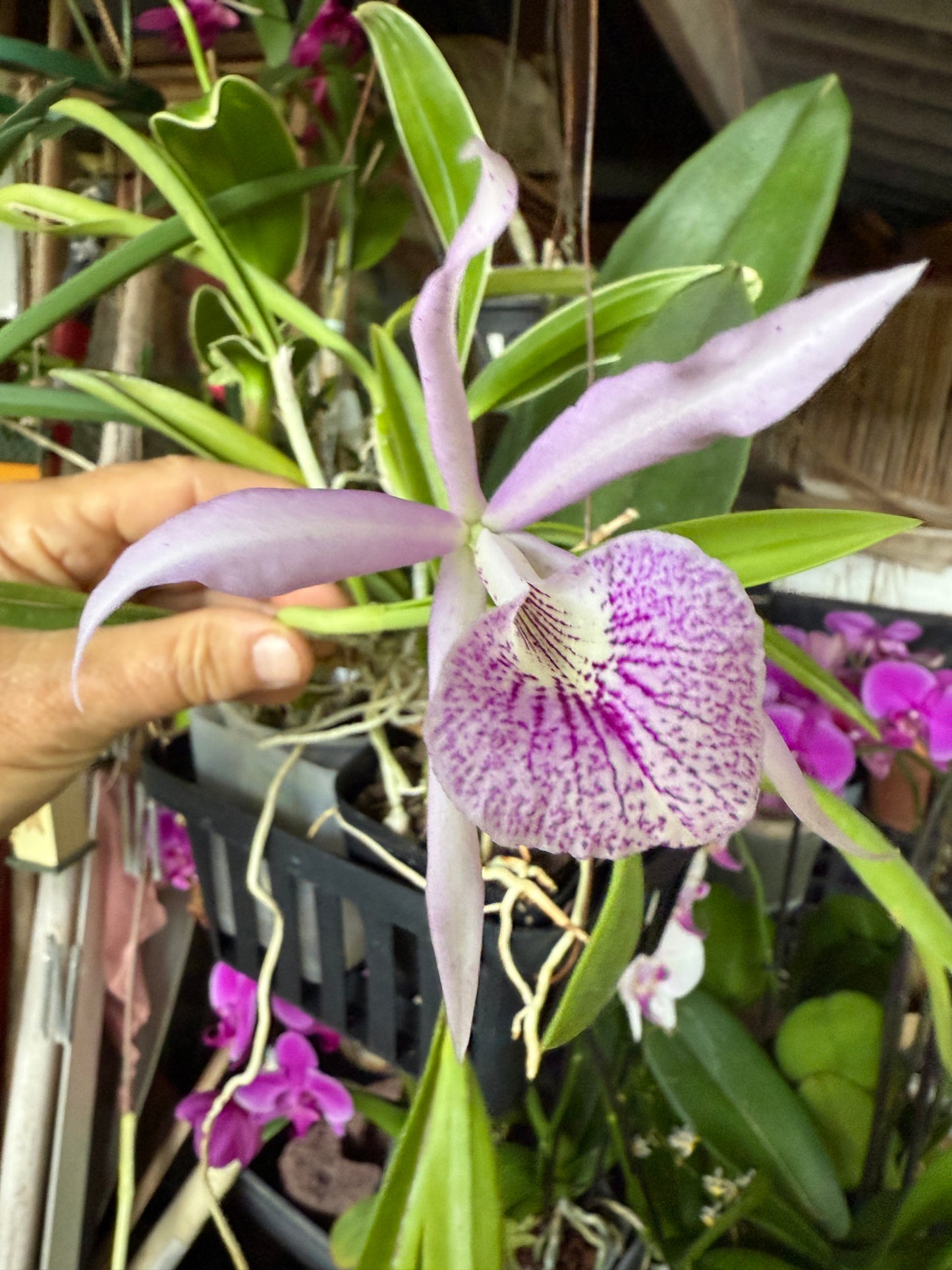 Brassanthe Makai