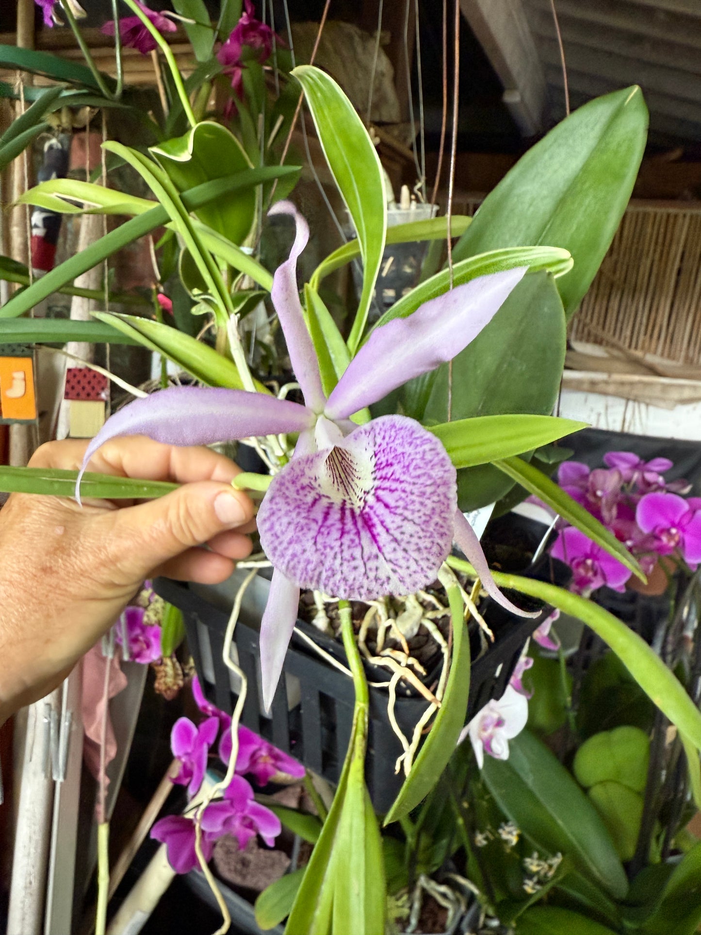 Brassanthe Makai