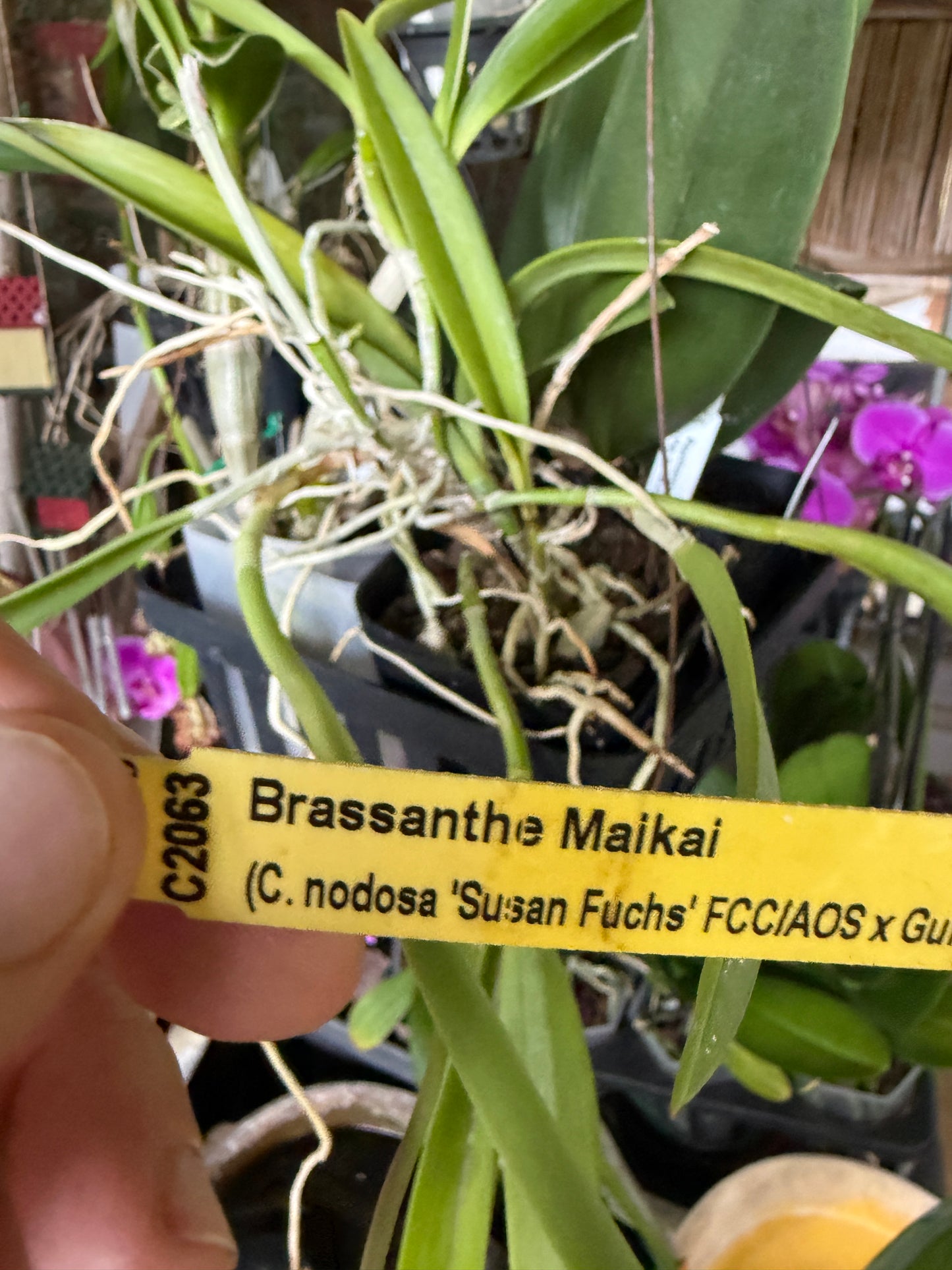 Brassanthe Makai