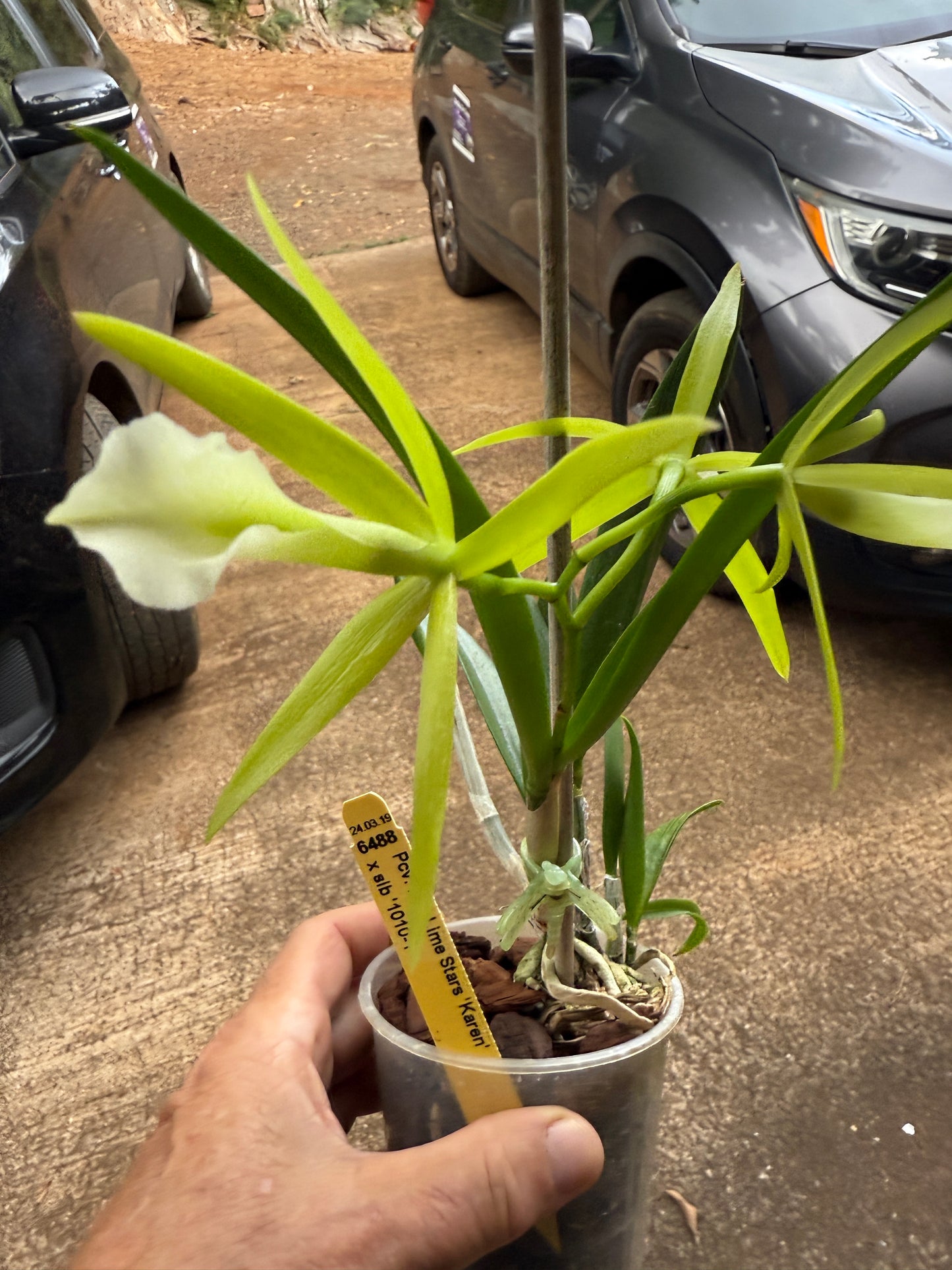 Pcv. Key Lime Stars 'Karen'