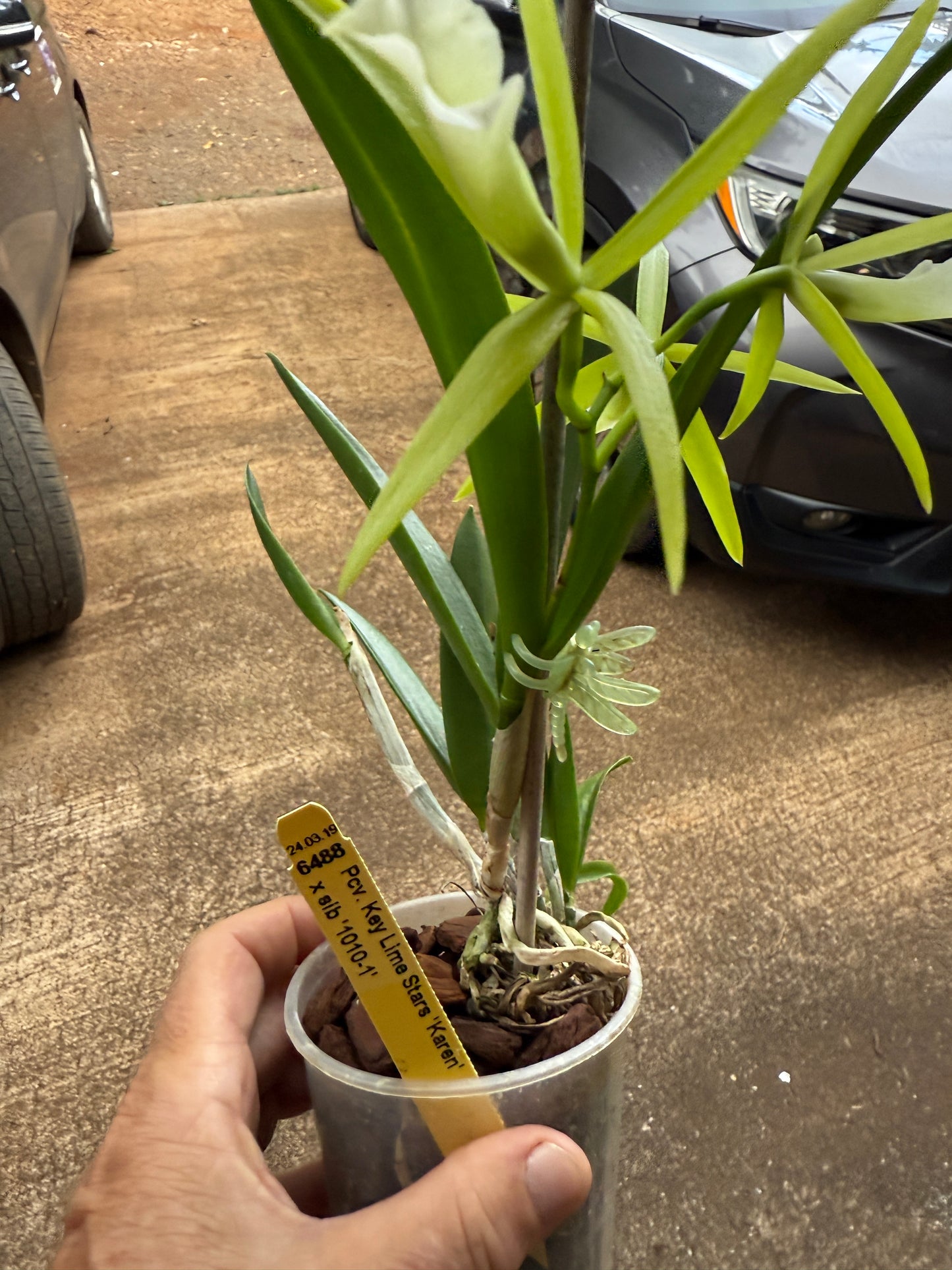 Pcv. Key Lime Stars 'Karen'