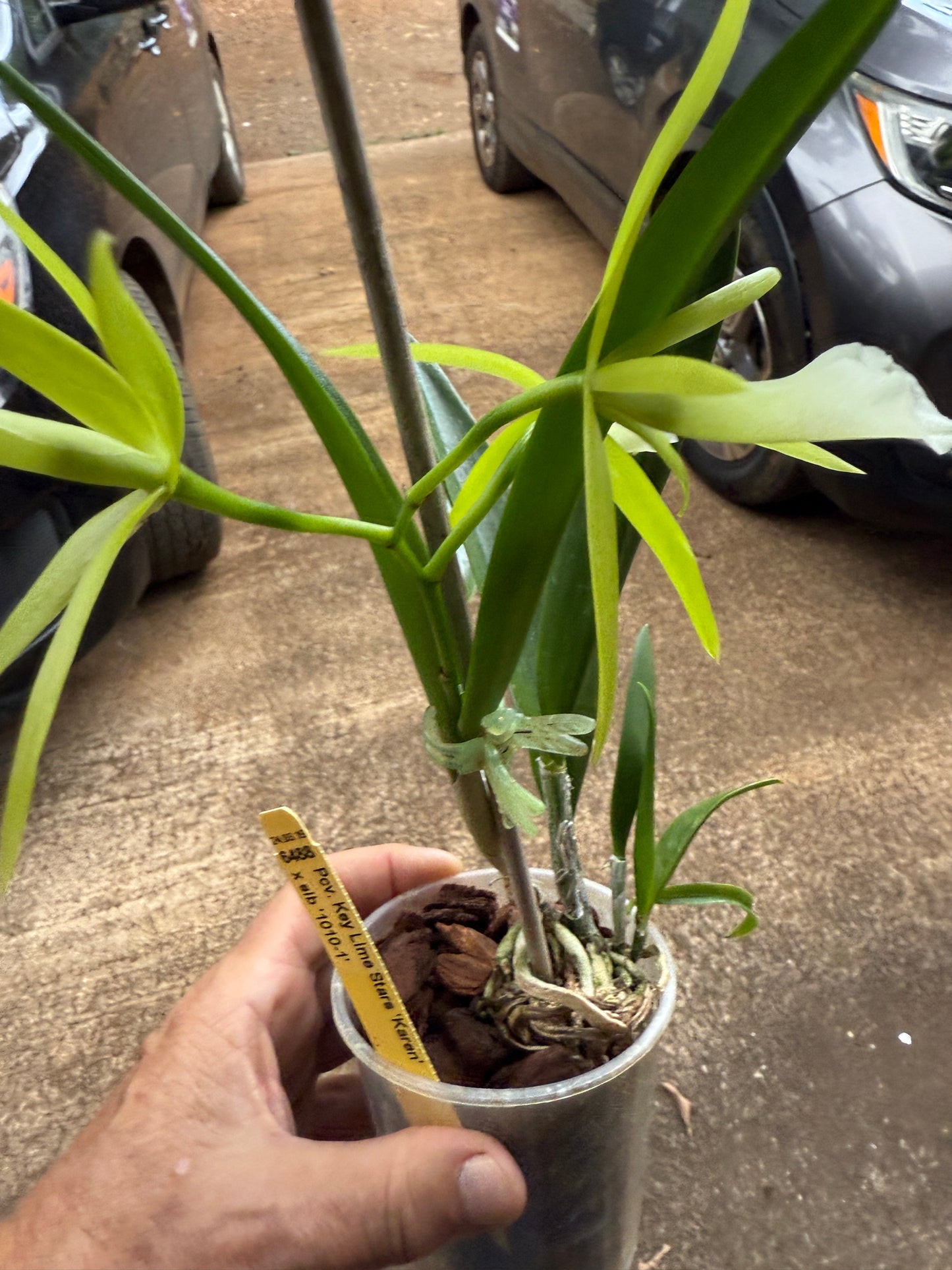 Pcv. Key Lime Stars 'Karen'