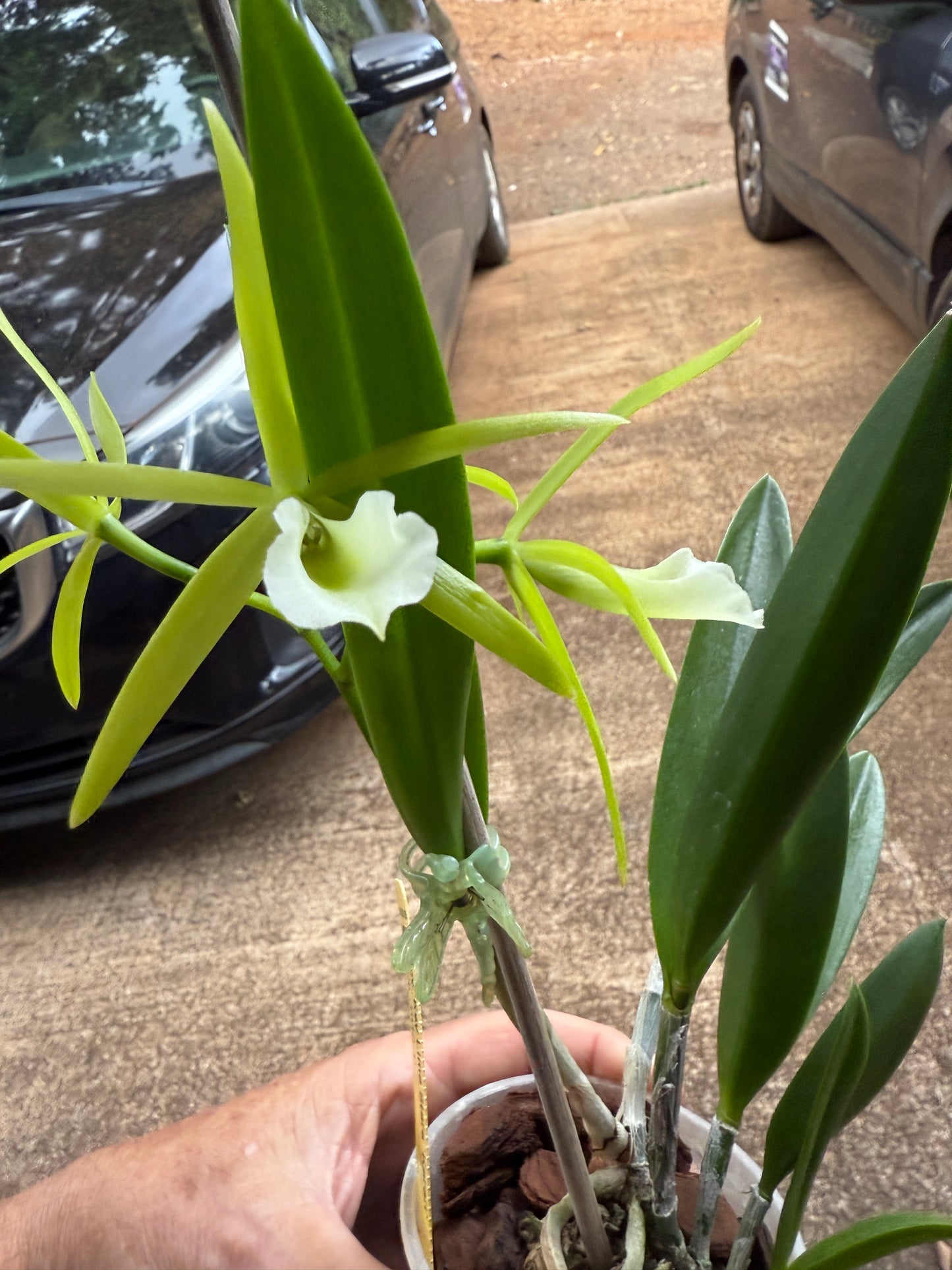 Pcv. Key Lime Stars 'Karen'
