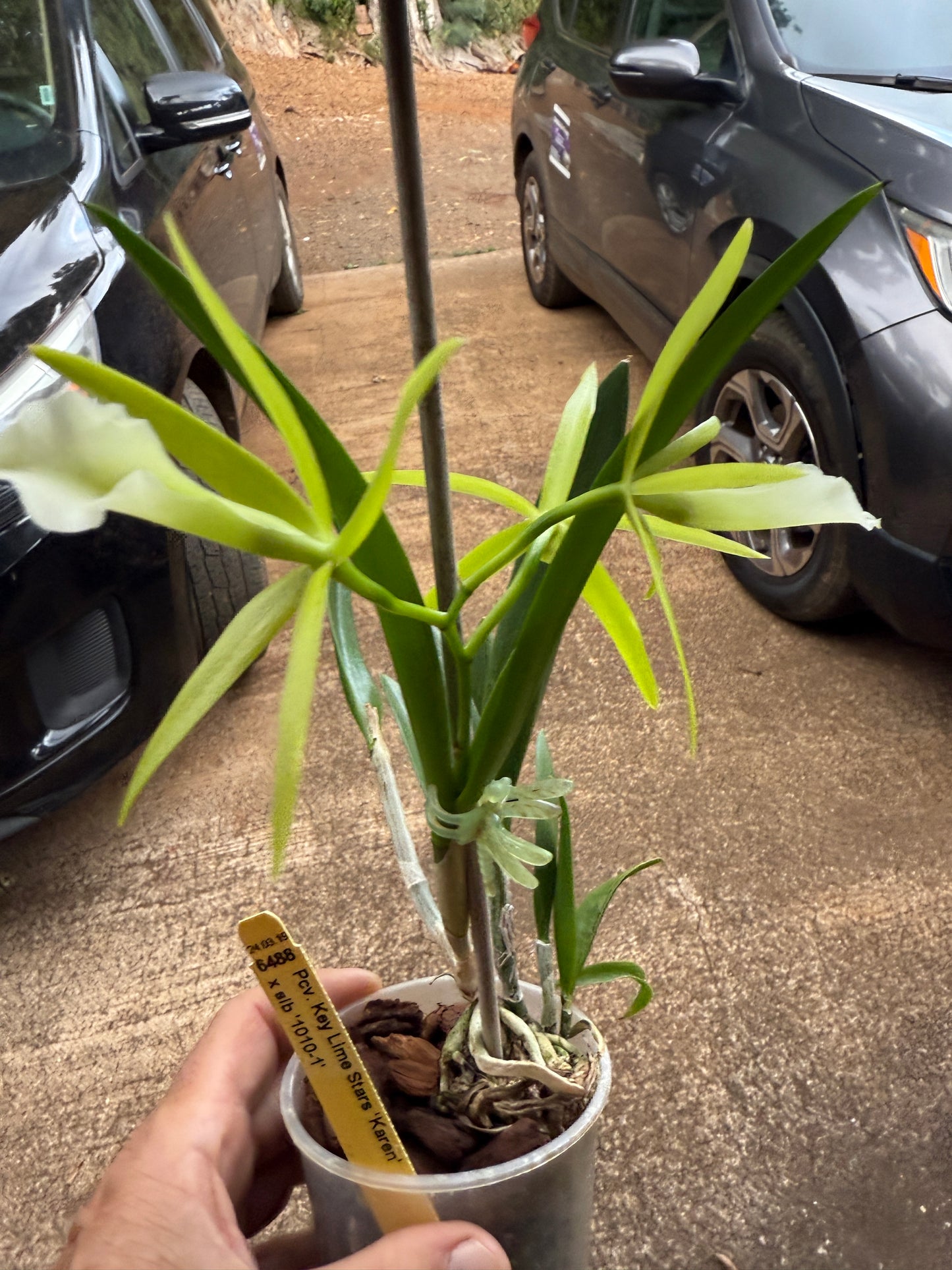 Pcv. Key Lime Stars 'Karen'