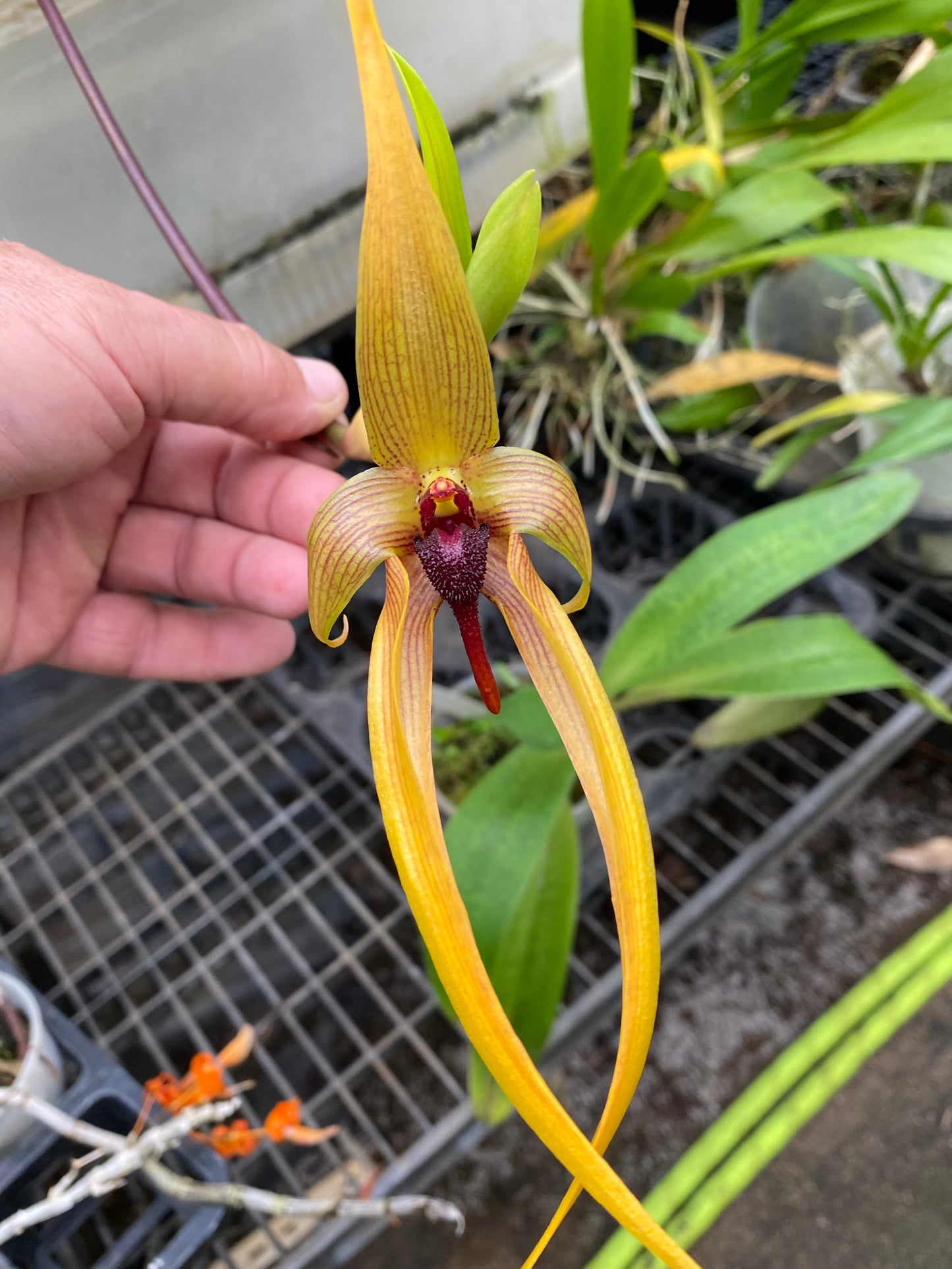 Bulbophyllum Echinolabium Hybrid