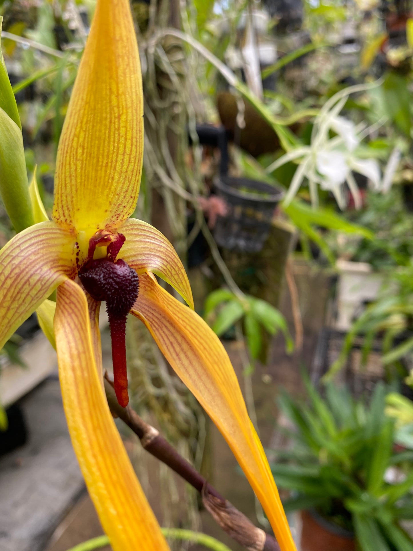 Bulbophyllum Echinolabium Hybrid