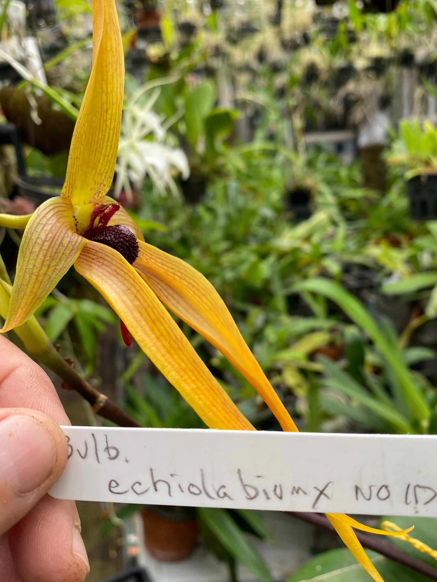 Bulbophyllum Echinolabium Hybrid