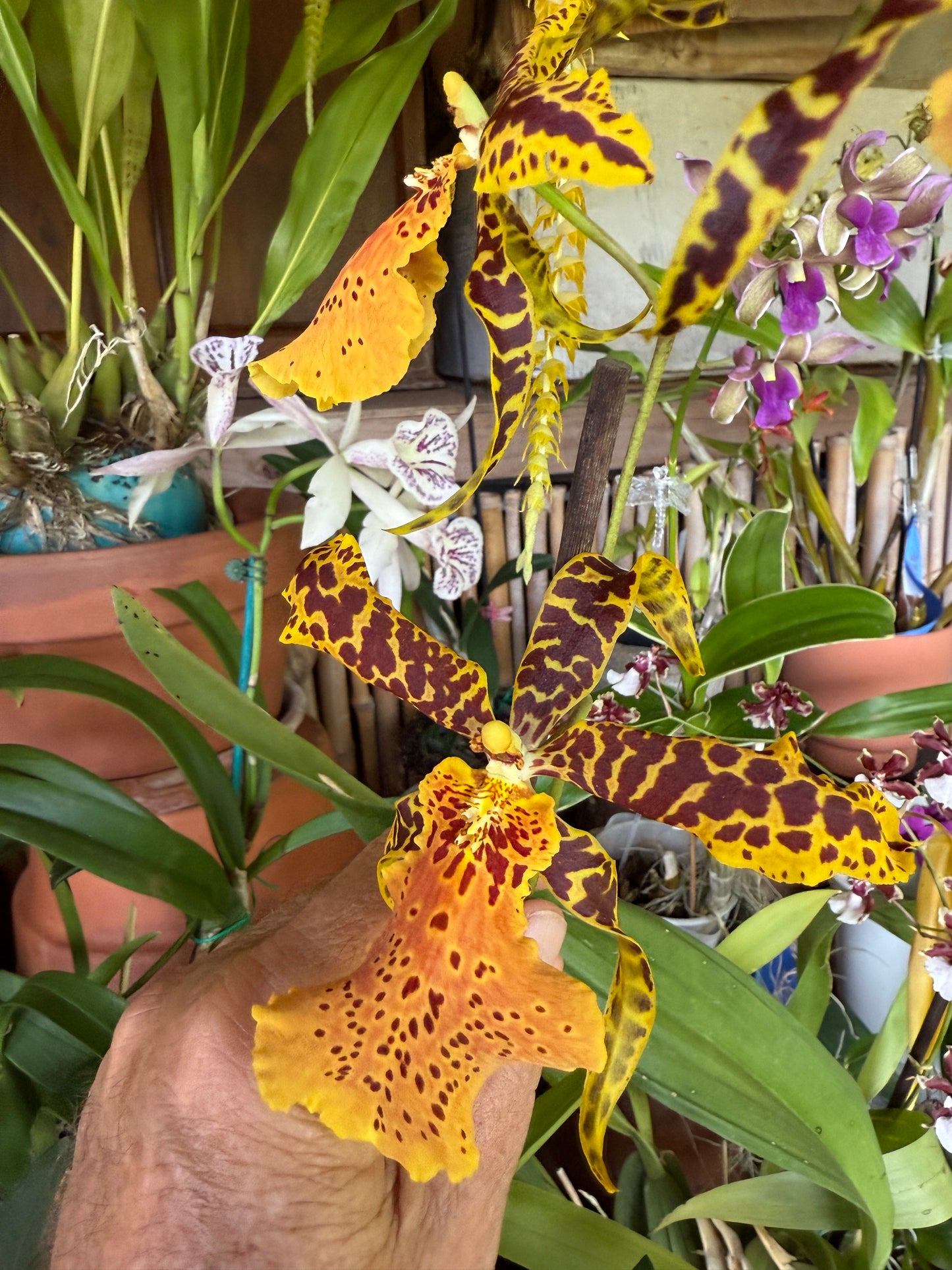 Alcra. Hilo Ablaze ‘Hilo Gold’ AM/AOS