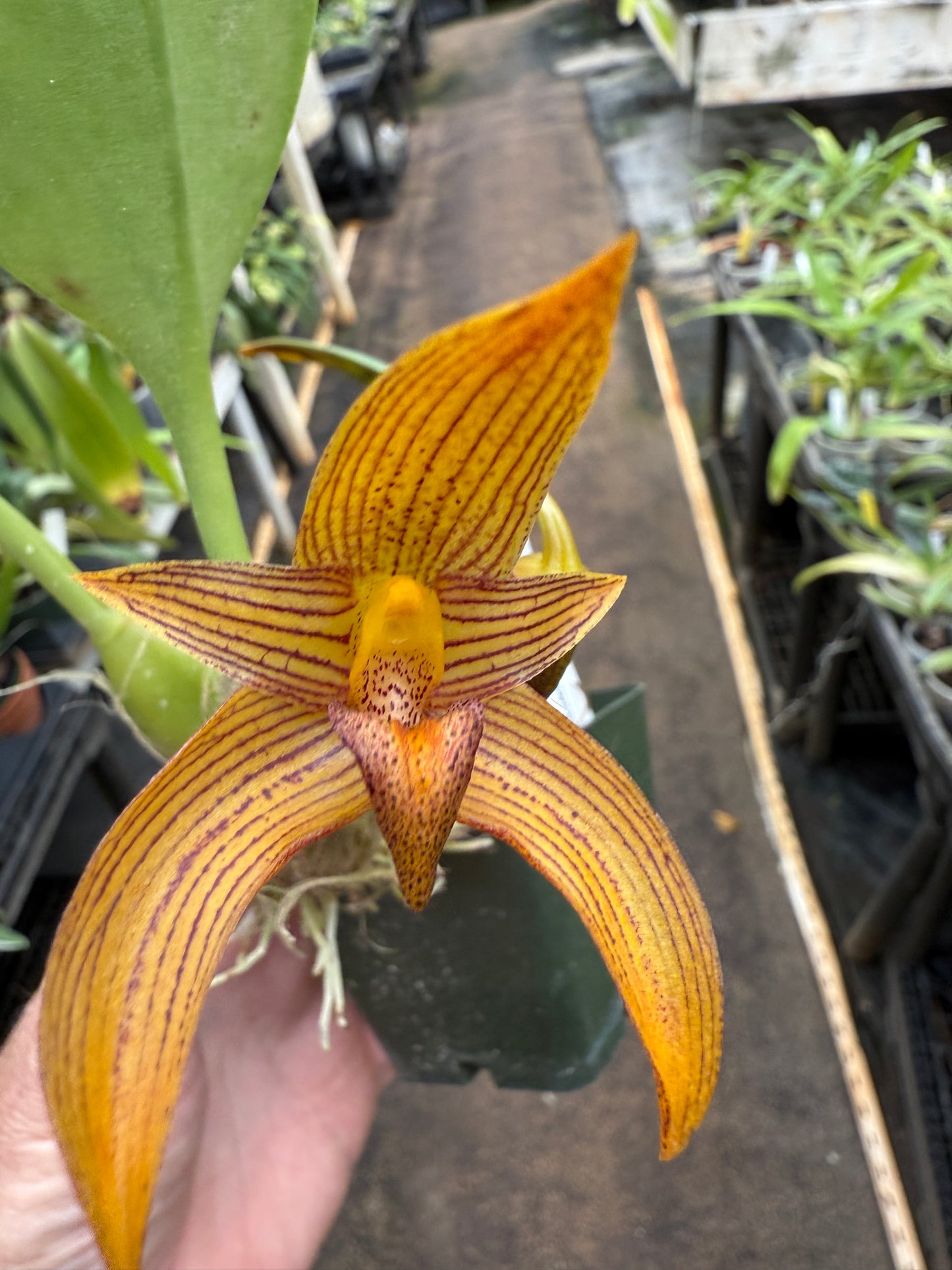 Bulb. claptonense
