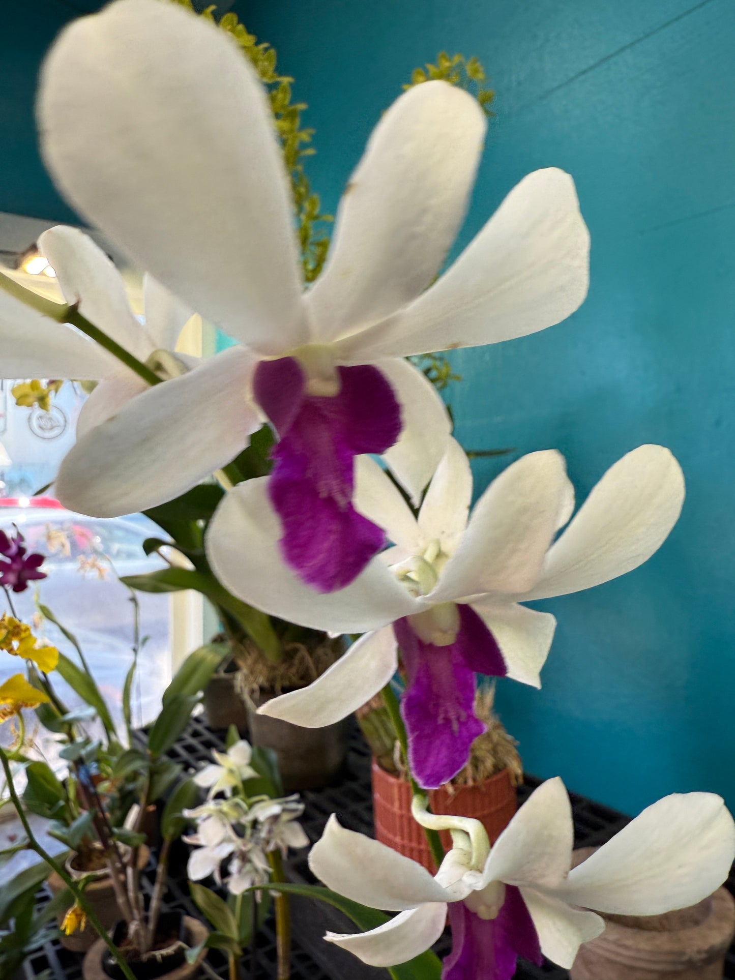 Dendrobium Woon Leng orchid