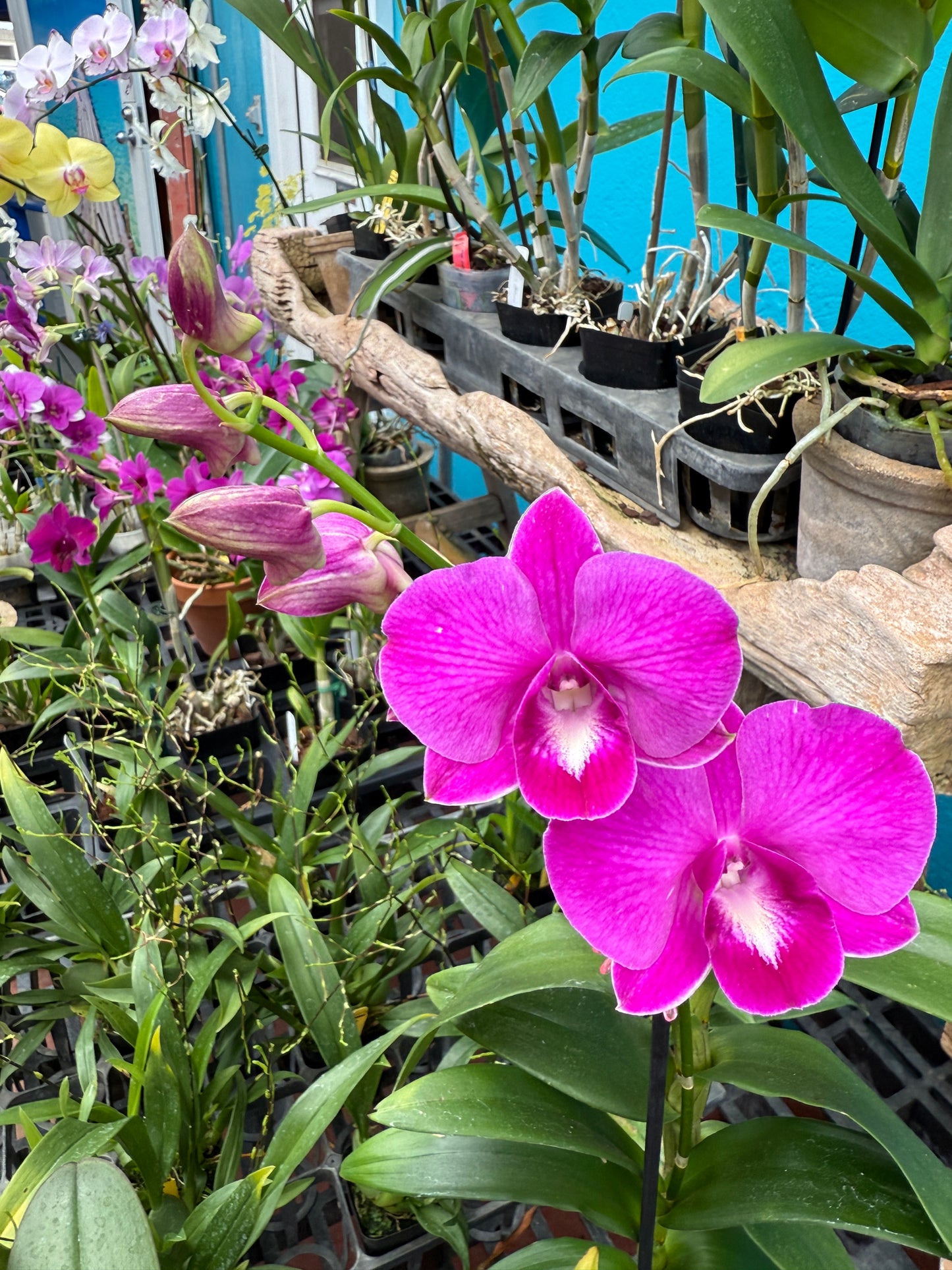 Dendrobium Burana Lucky Pearl orchid