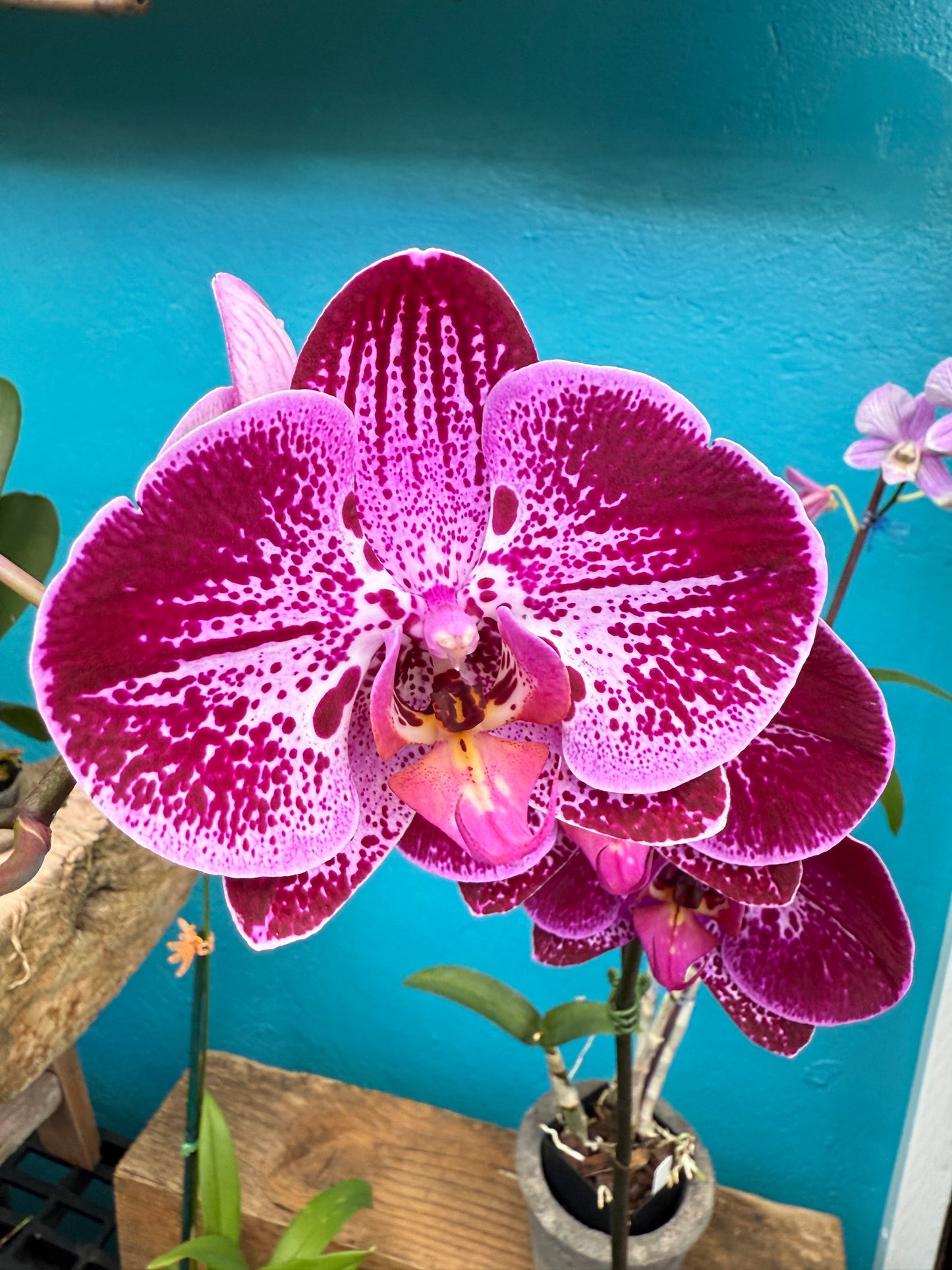Phalaenopsis Purple Flare orchid -growers choice