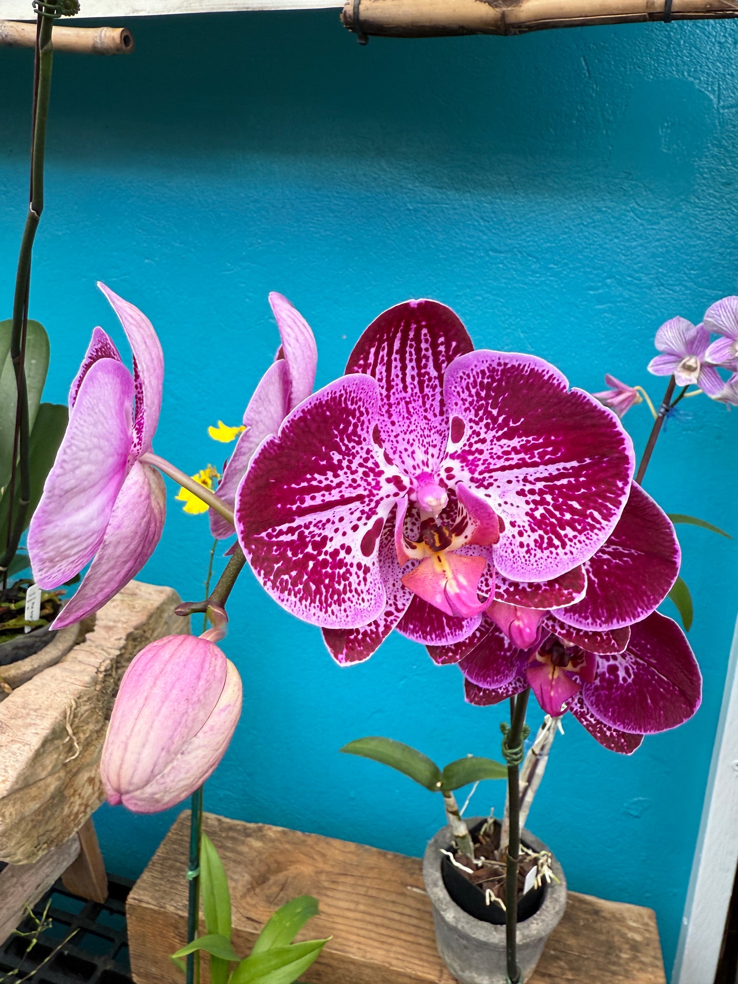 Phalaenopsis Purple Flare orchid -growers choice