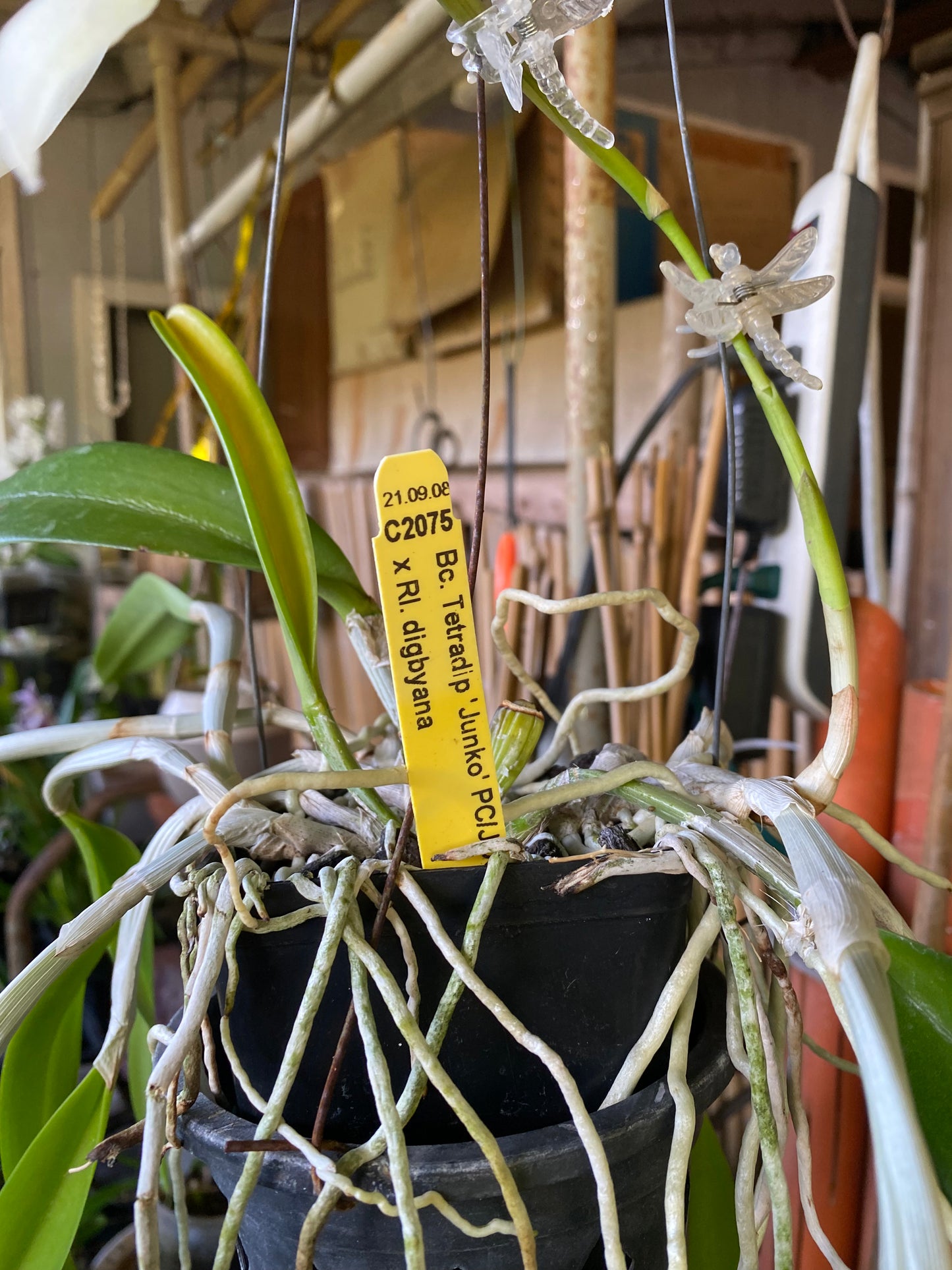 Bc.Tetradip 'Junko' x Rhyncolaelia Digbyana