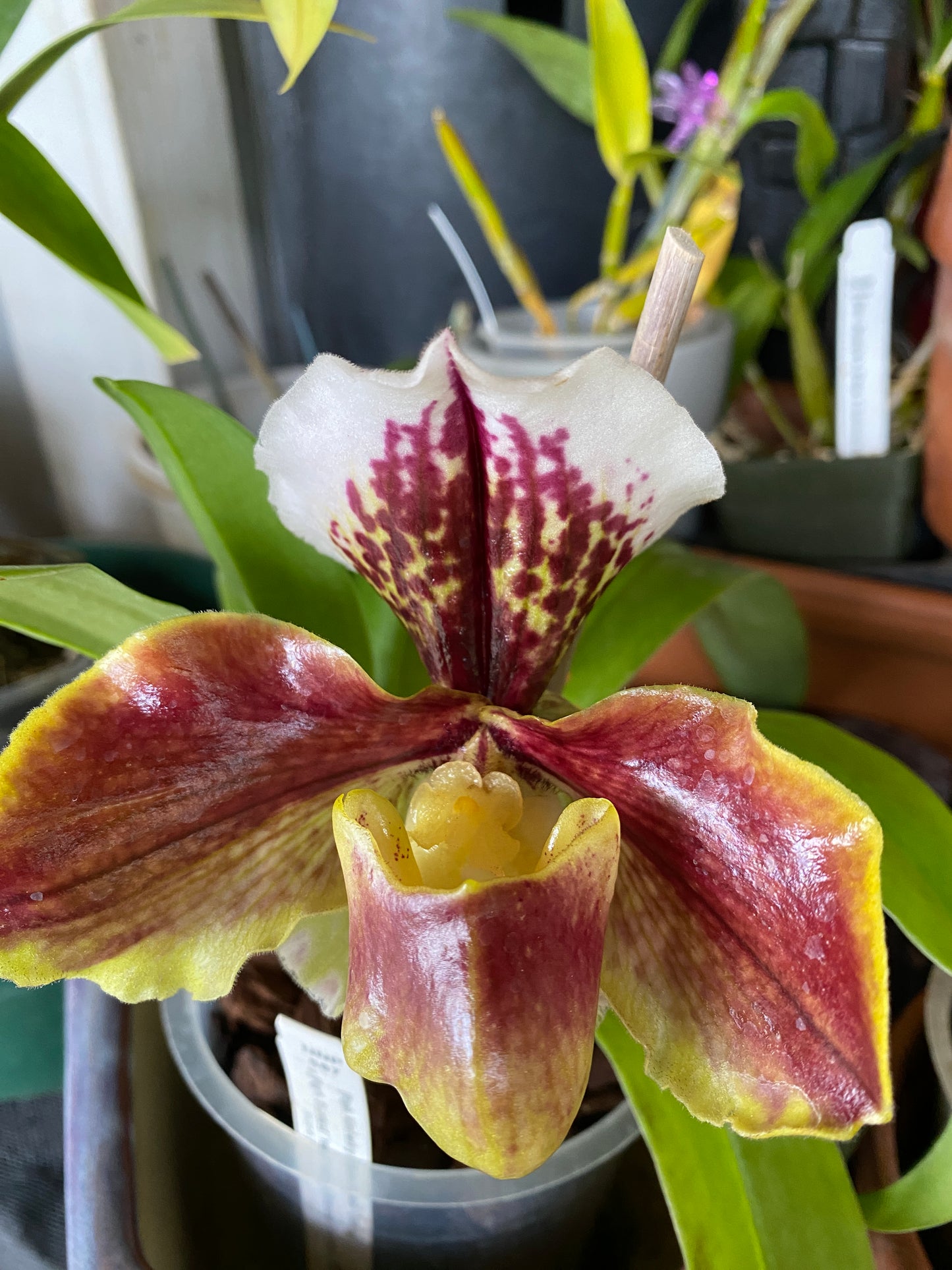 Paphiopedilum Complex "Bulldog” - Growers Choice