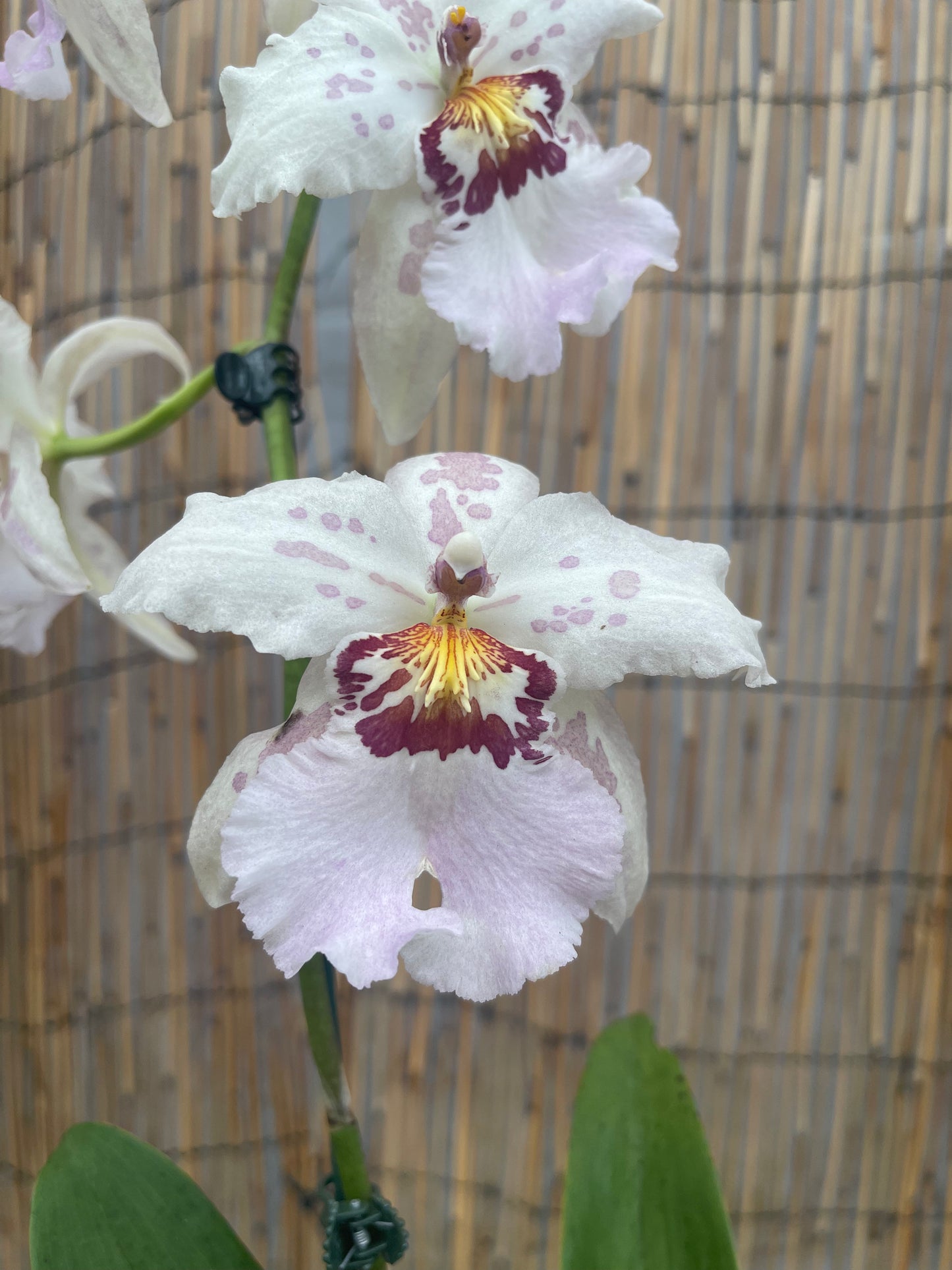 Bllra. Hawaiian Nights