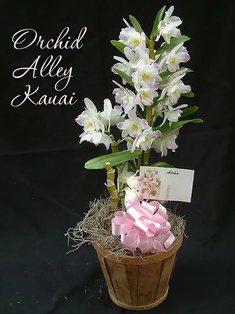 Gift Basket Single Orchid Gift Basket (shipping included)