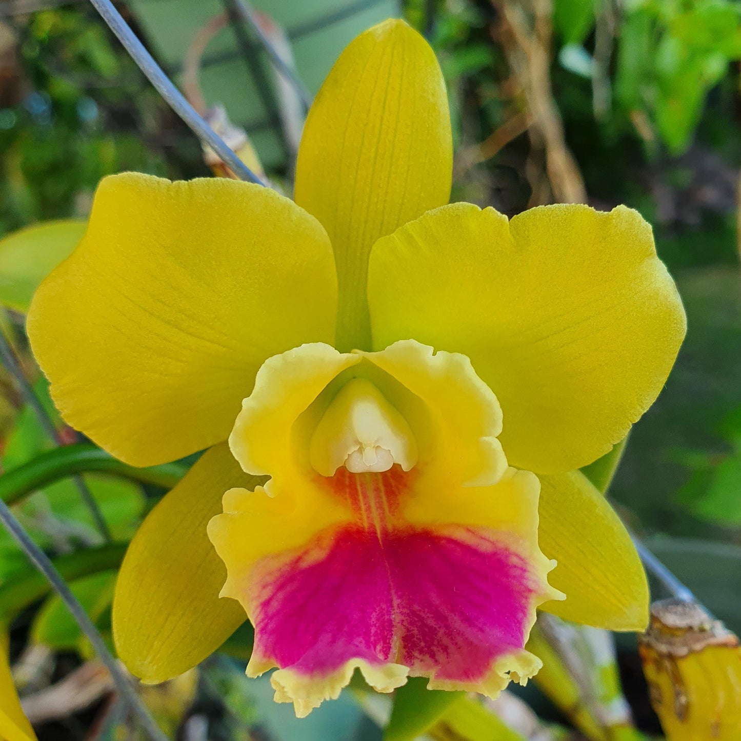 Rth Lemon Drop 'NN'