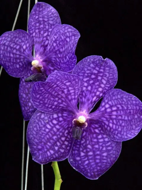 Orchids In Bloom