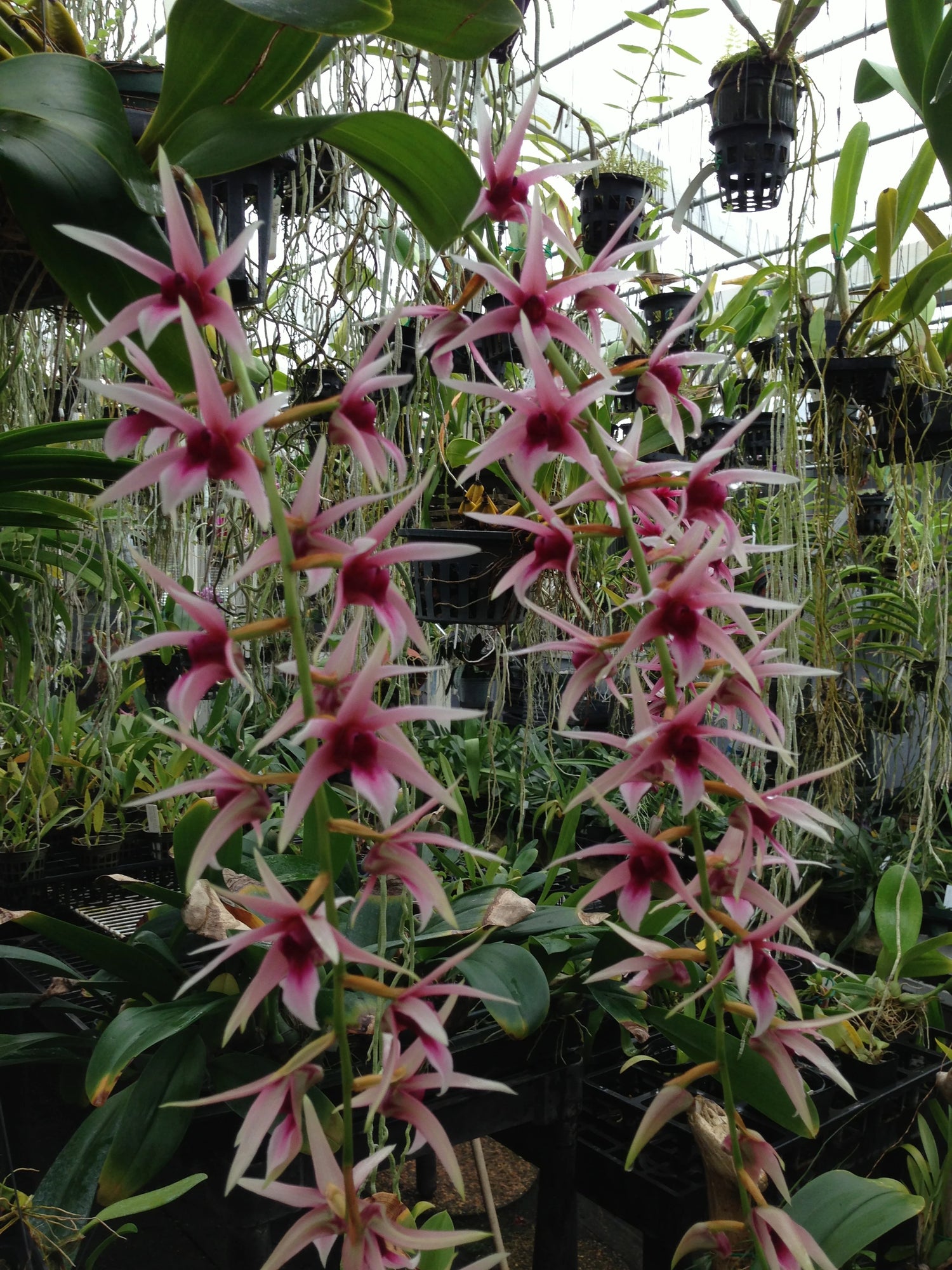 Blooming Size Orchids