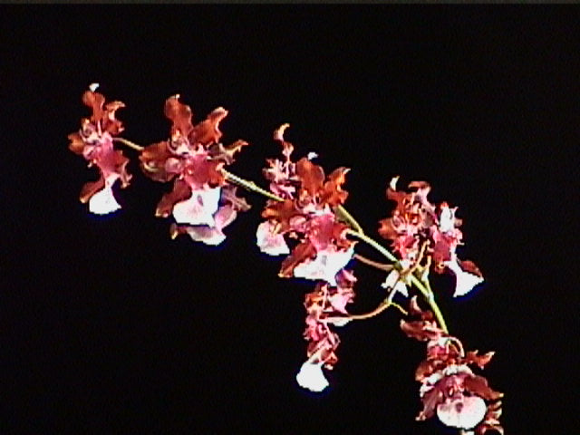 Chocolate Orchids!