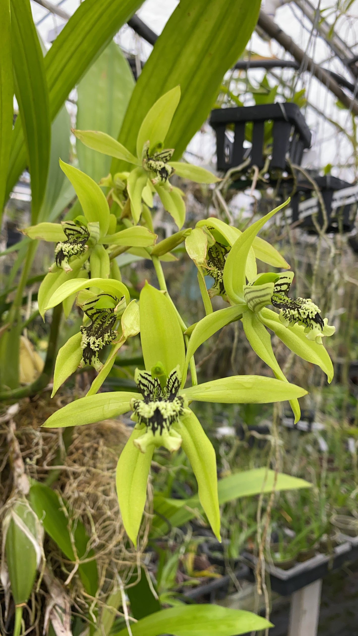 Coelogyne pandurata 5"-6"pot