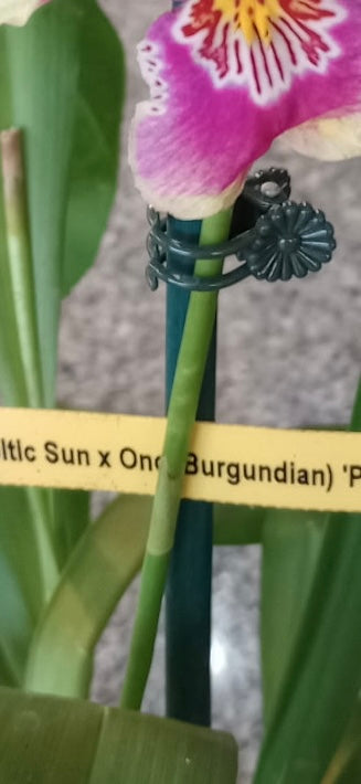 (Oip. Celtic Sun x Onc. Burgundian)'Party Dress'